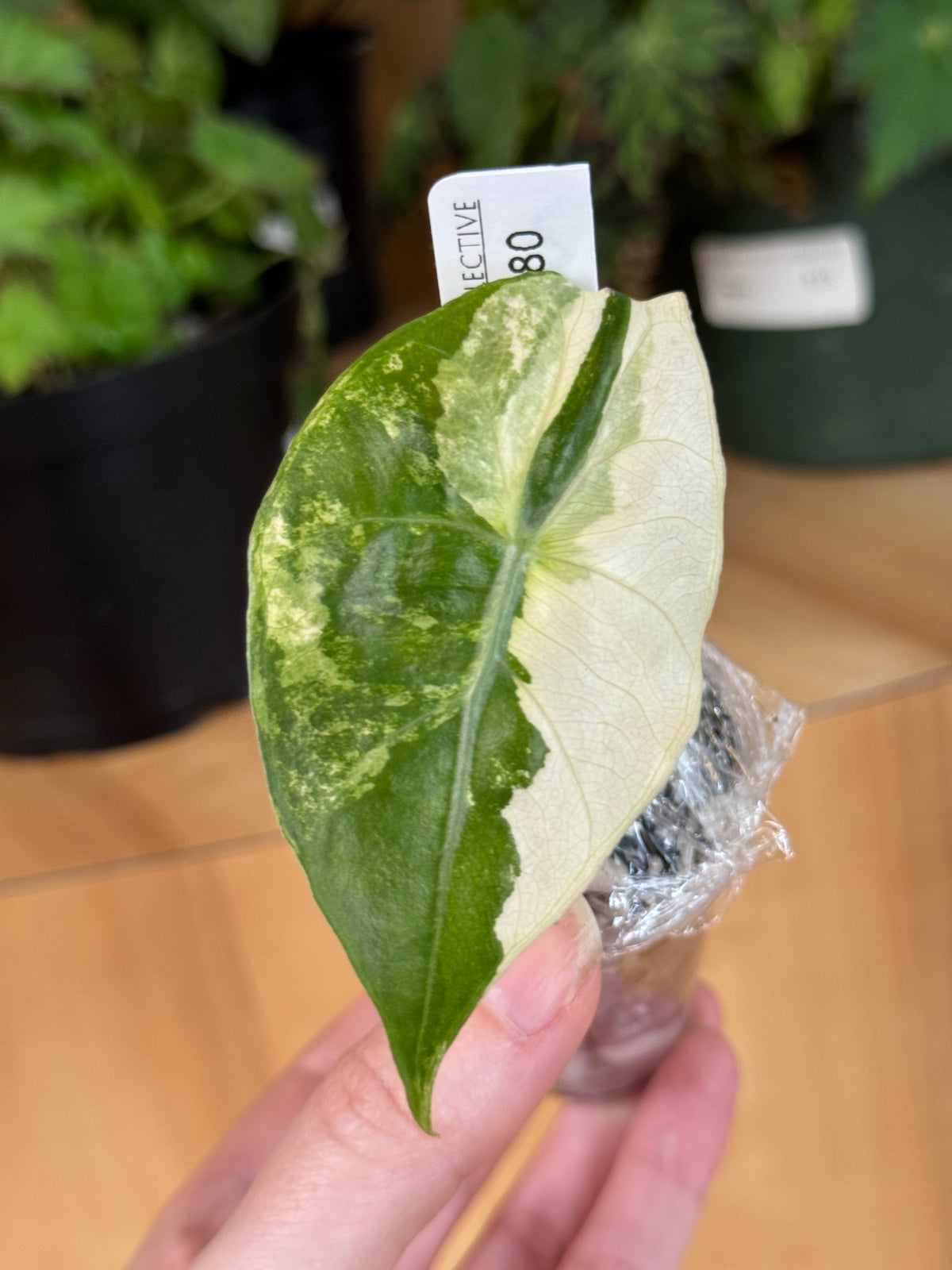 Alocasia Nairobi Nights Albo/Aurea