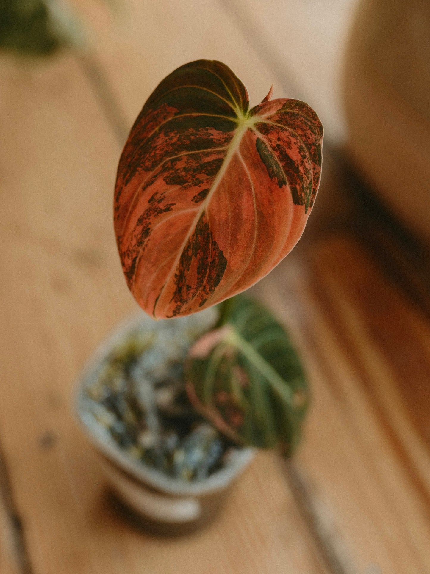 Philodendron Melanochrysum Orange Var.