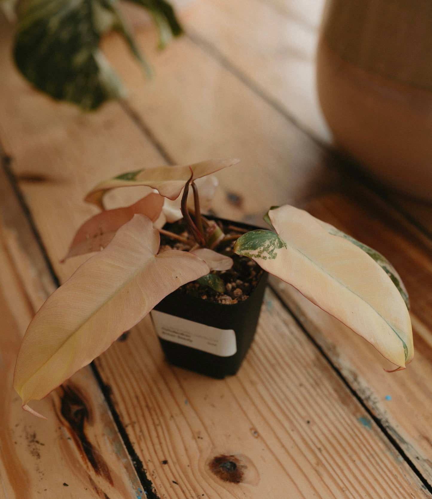 Philodendron Brown Beauty