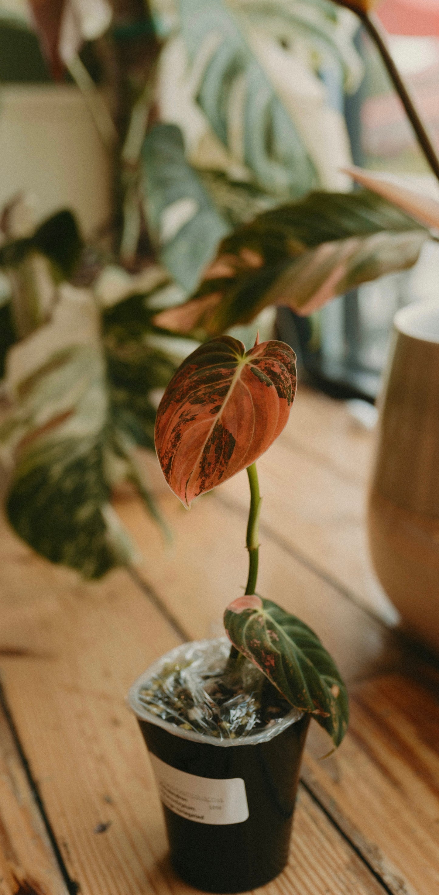 Philodendron Melanochrysum Orange Var.