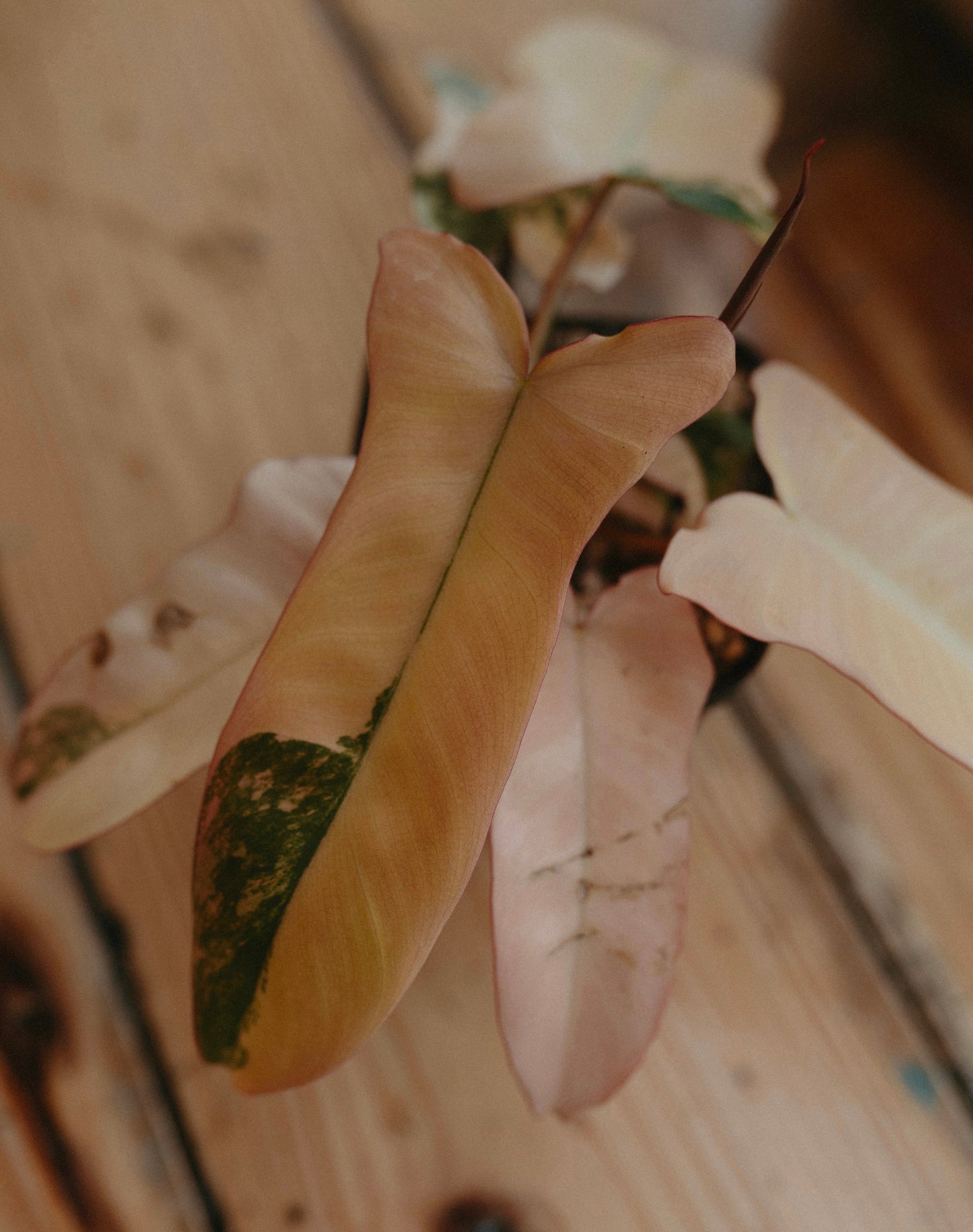 Philodendron Brown Beauty