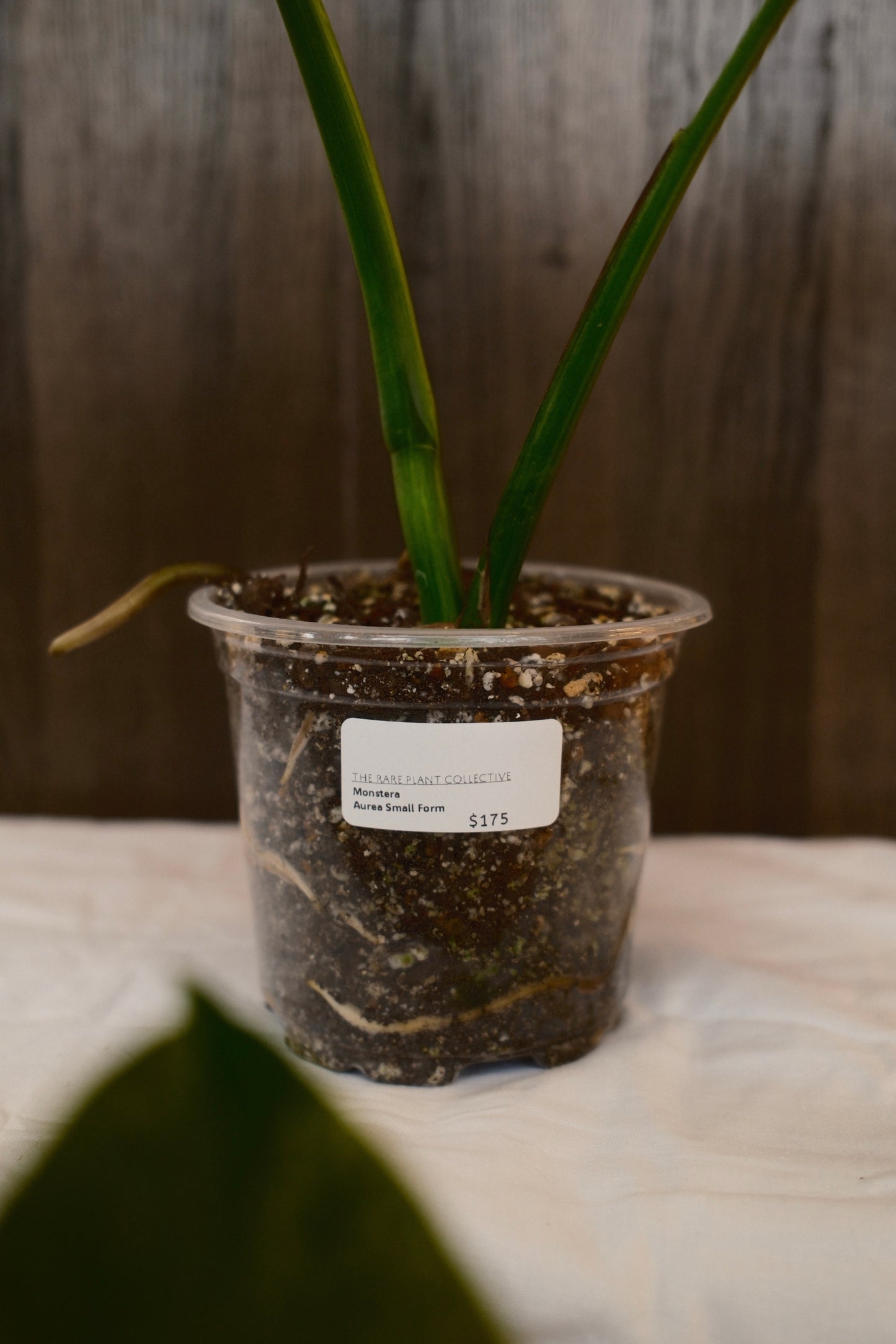 Monstera Aurea Small Form