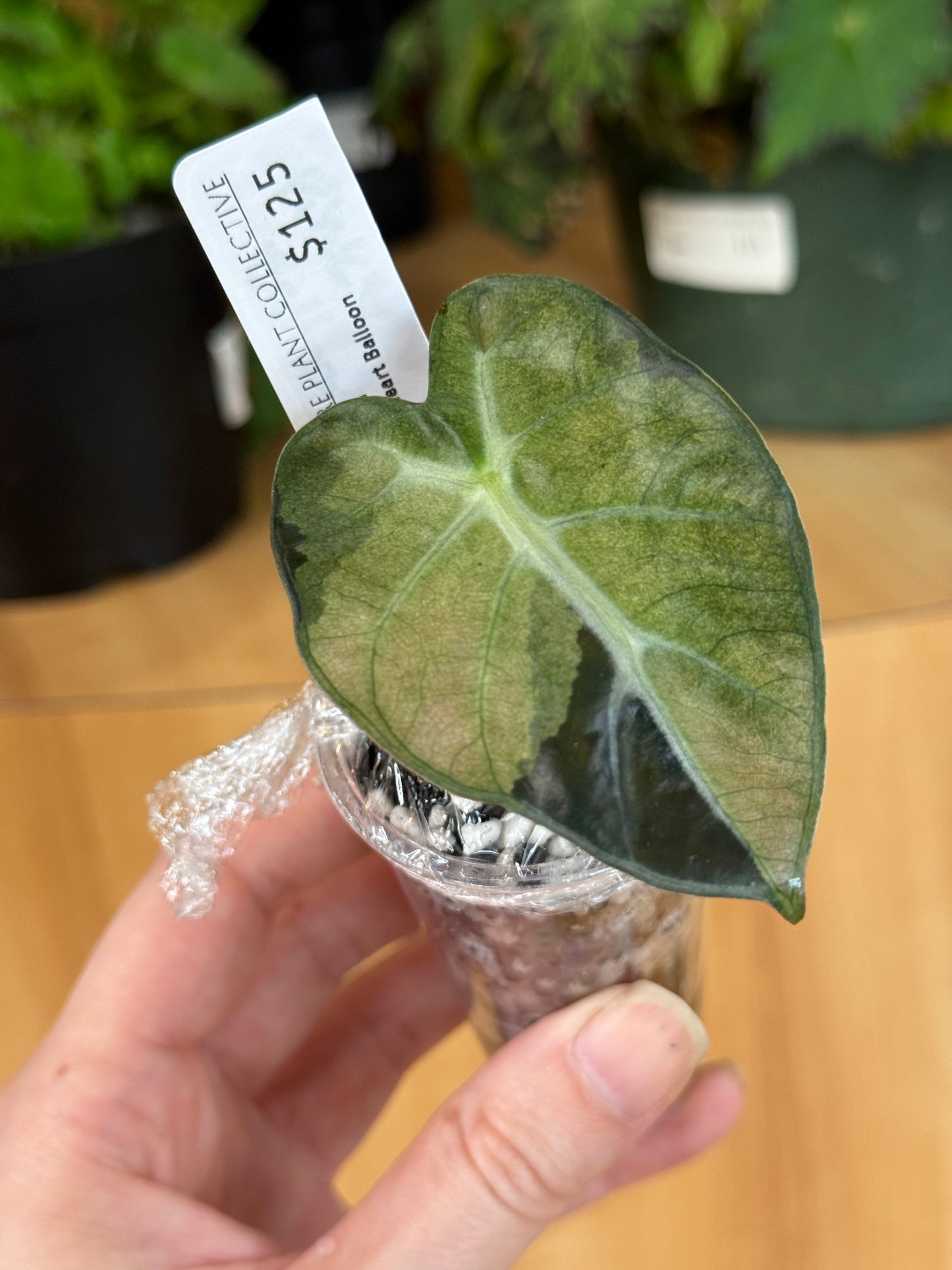 Alocasia HeartBalloon Pink Var.