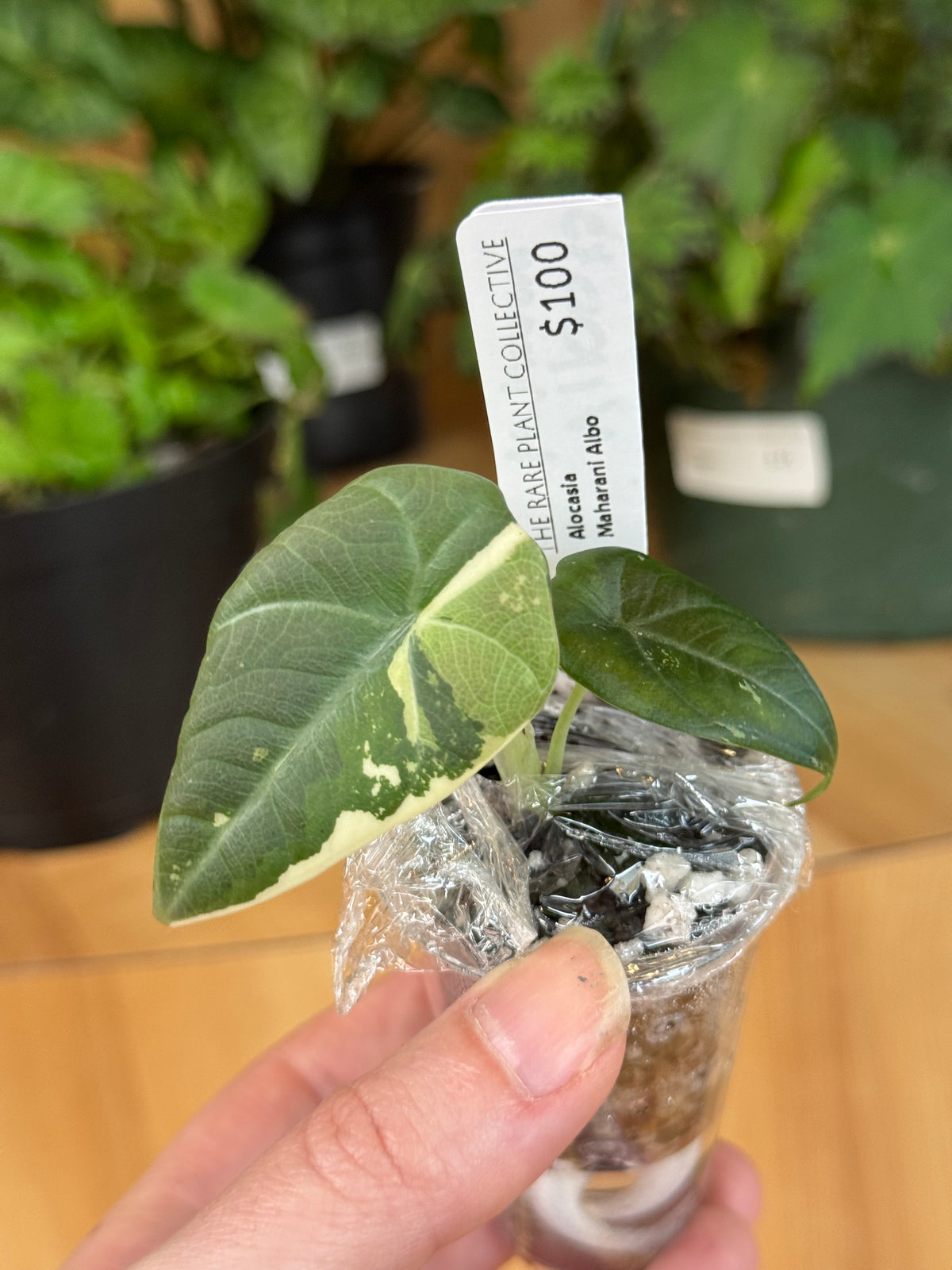 Alocasia Maharani Albo