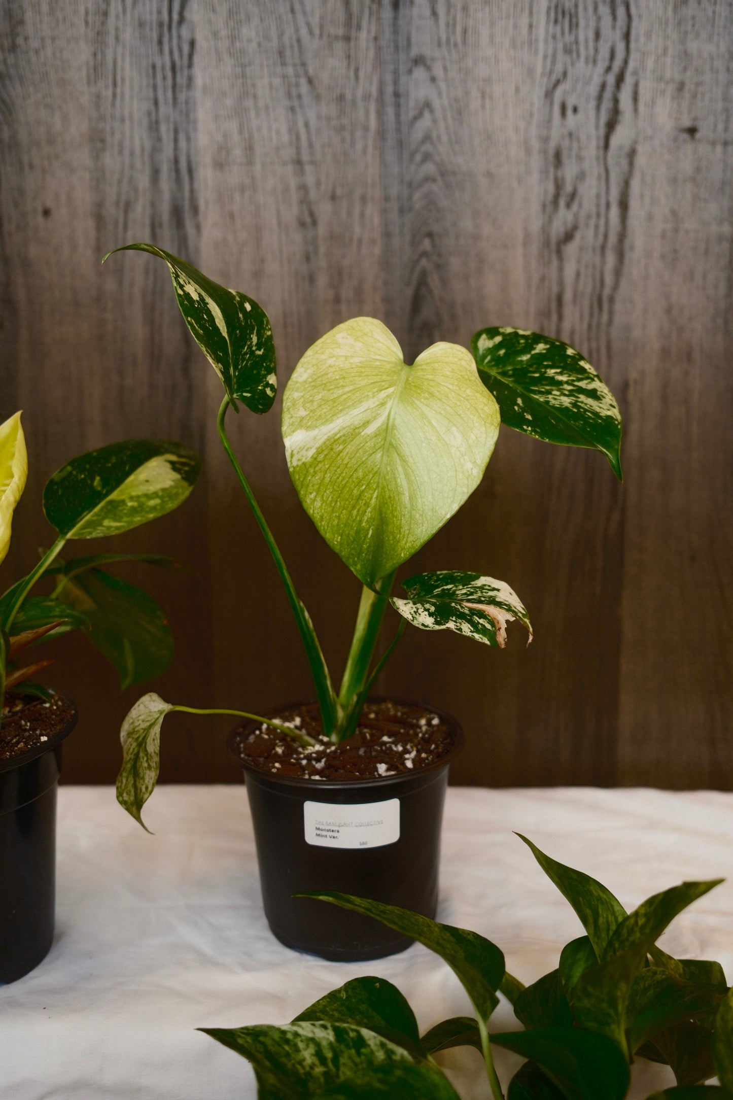 Monstera Mint Variegated