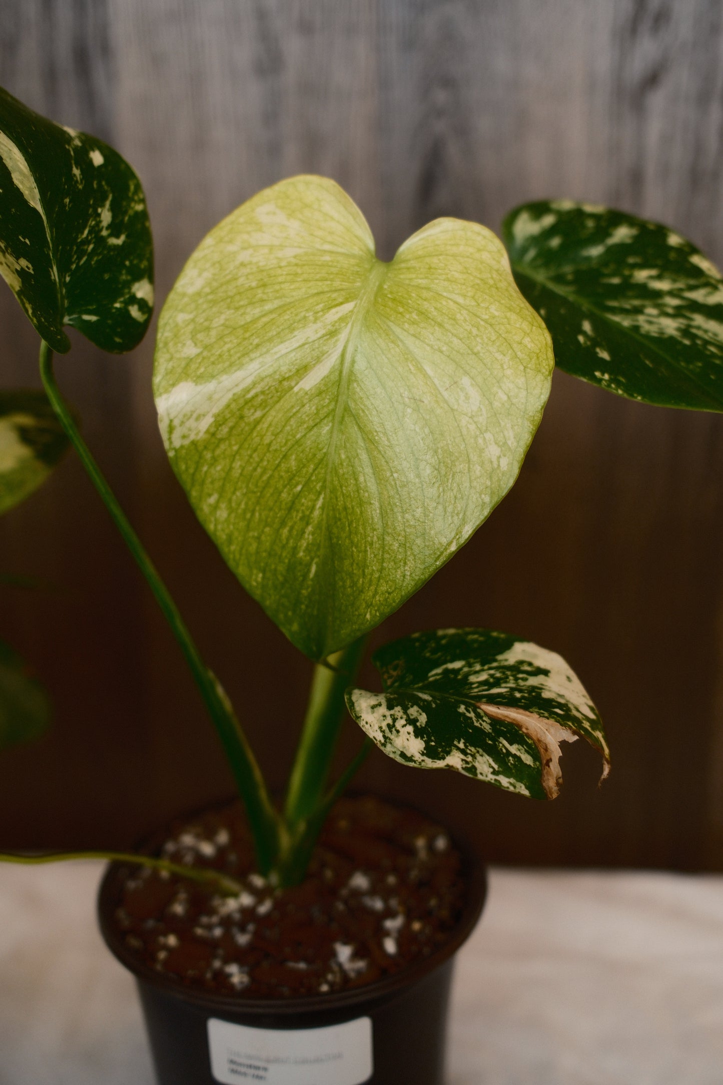Monstera Mint Variegated