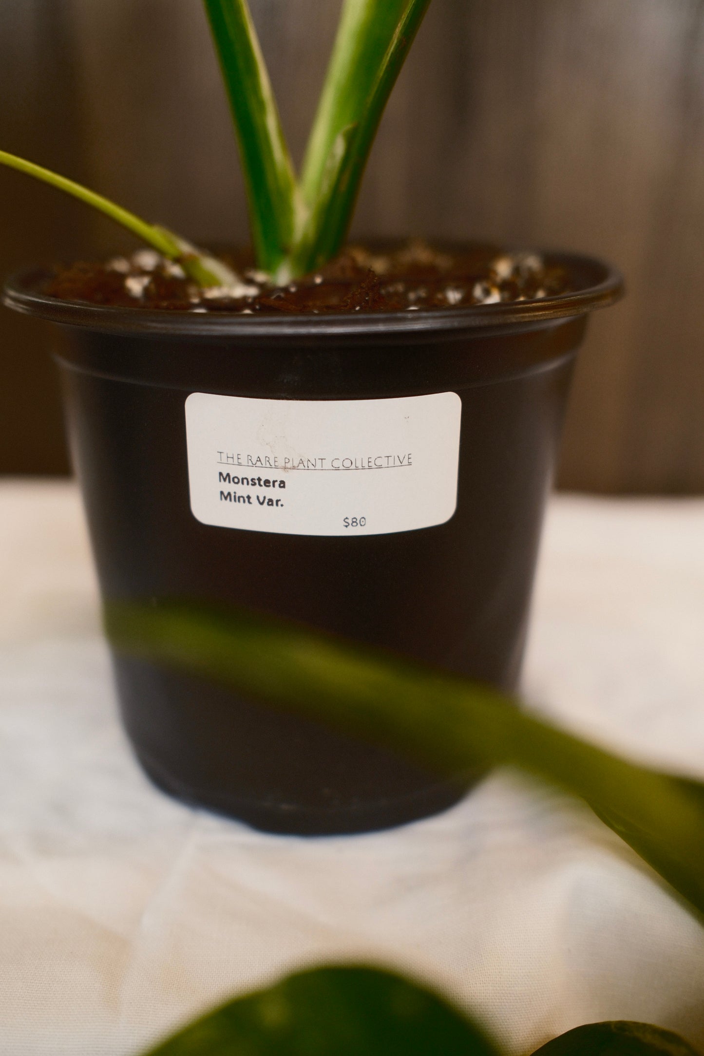 Monstera Mint Variegated