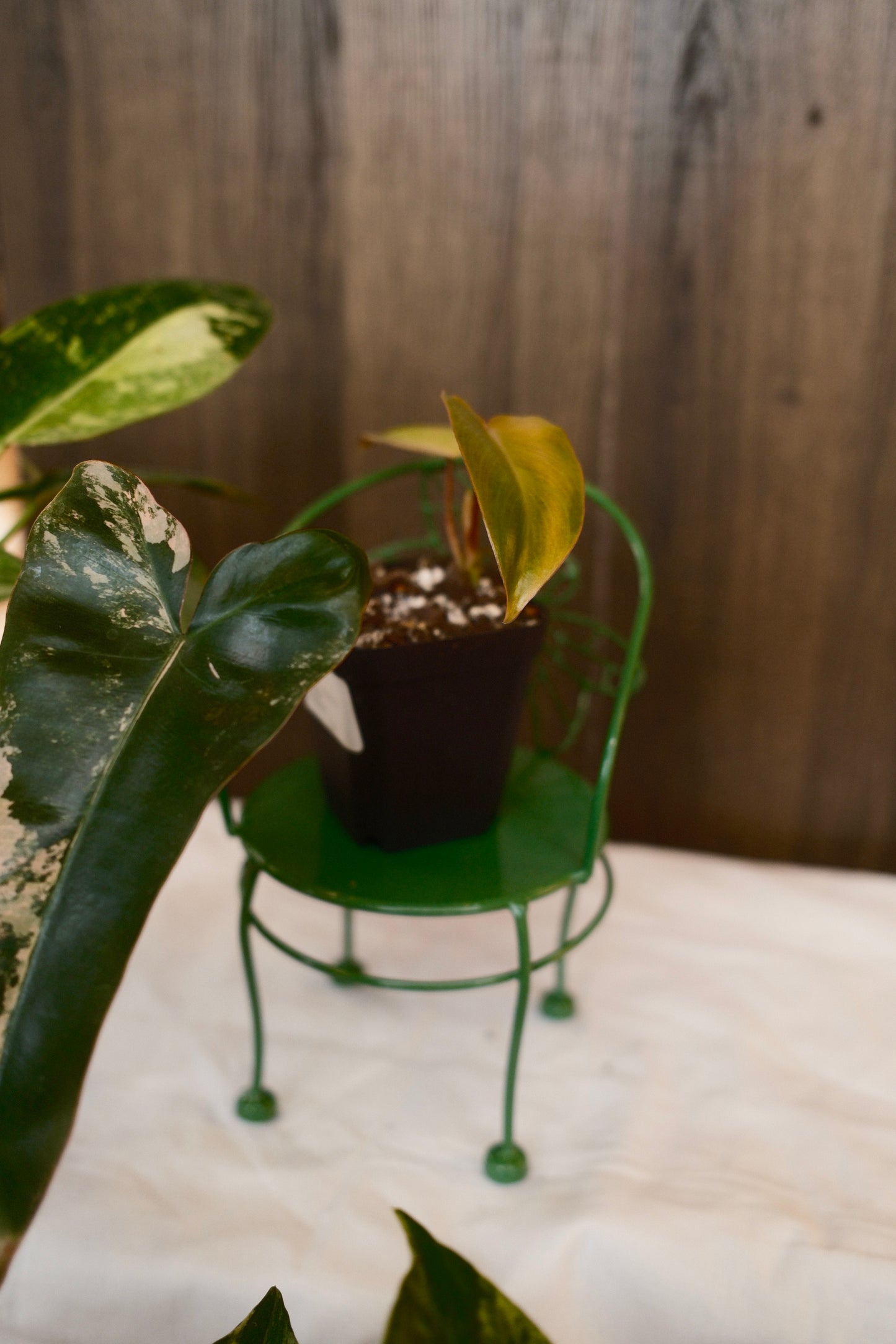 Philodendron Brown Beauty