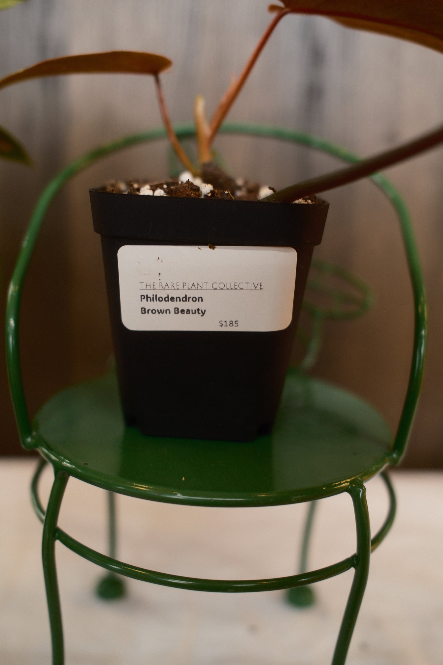 Philodendron Brown Beauty