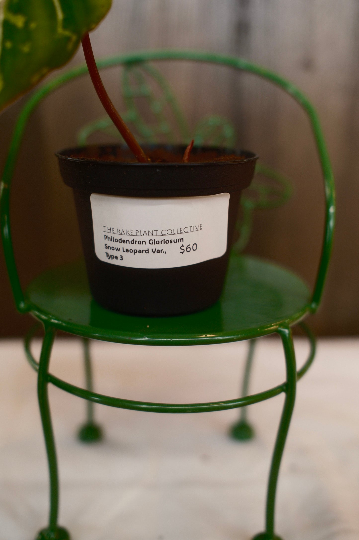 Phildendron Gloriosum Snow Leopard Variegated Type 3