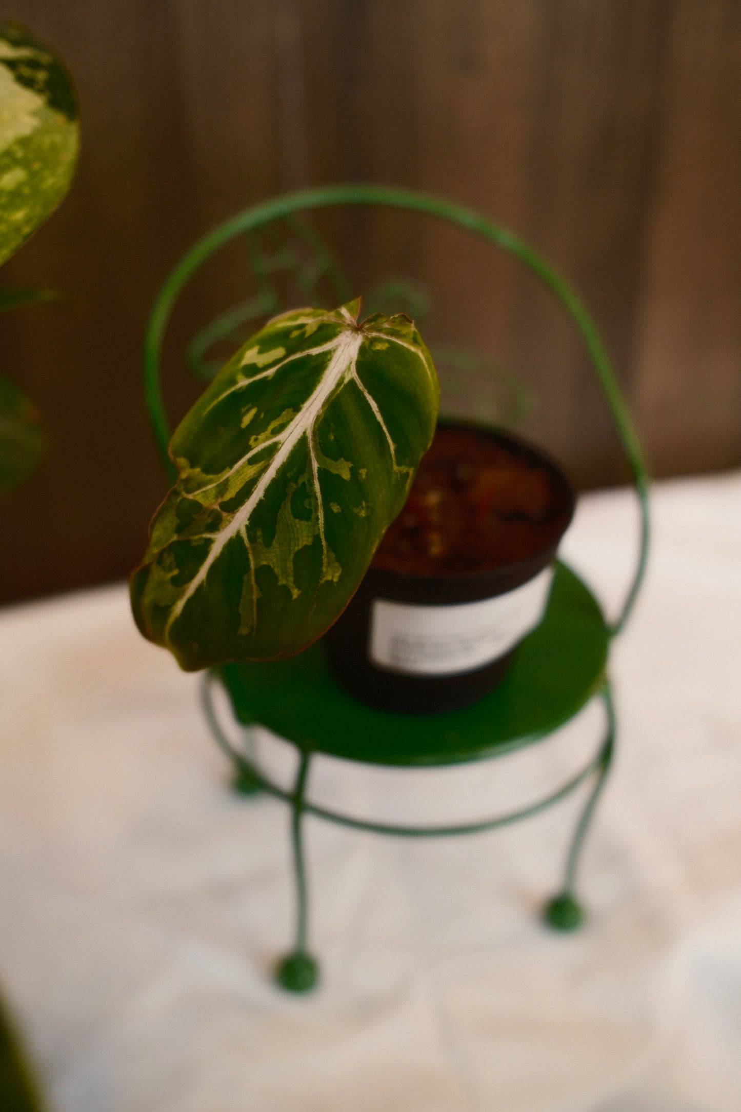 Phildendron Gloriosum Snow Leopard Variegated Type 3