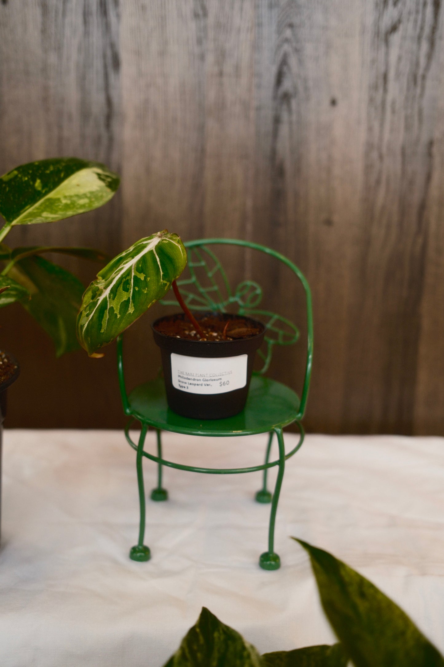 Phildendron Gloriosum Snow Leopard Variegated Type 3