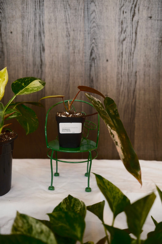 Philodendron Brown Beauty