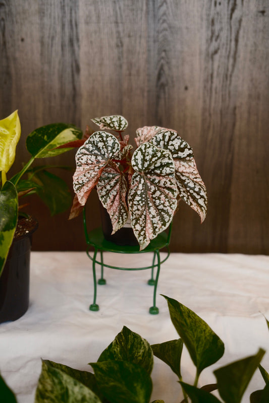 Variegated Snow Capped Begonia