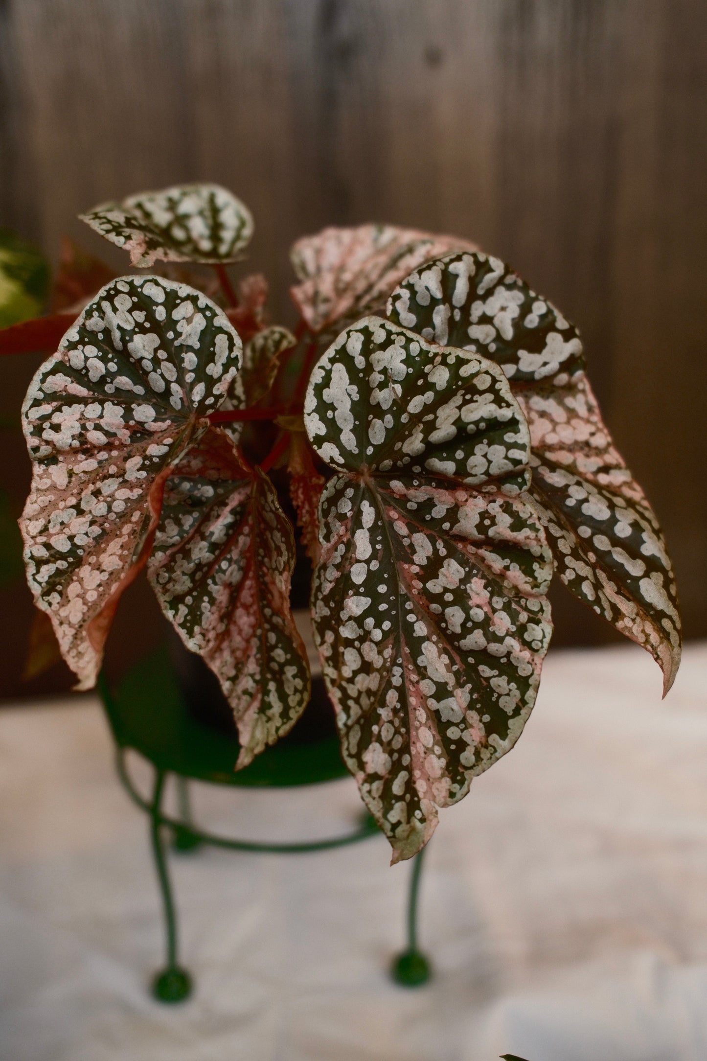 Variegated Snow Capped Begonia