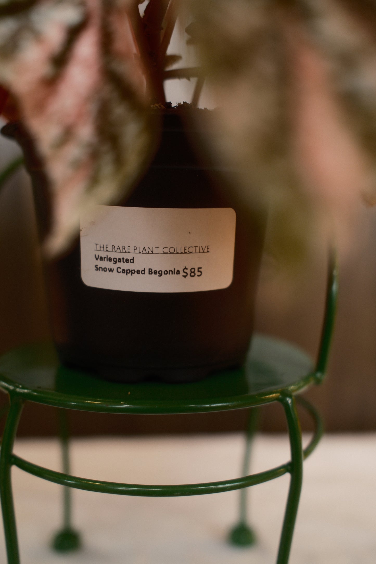 Variegated Snow Capped Begonia