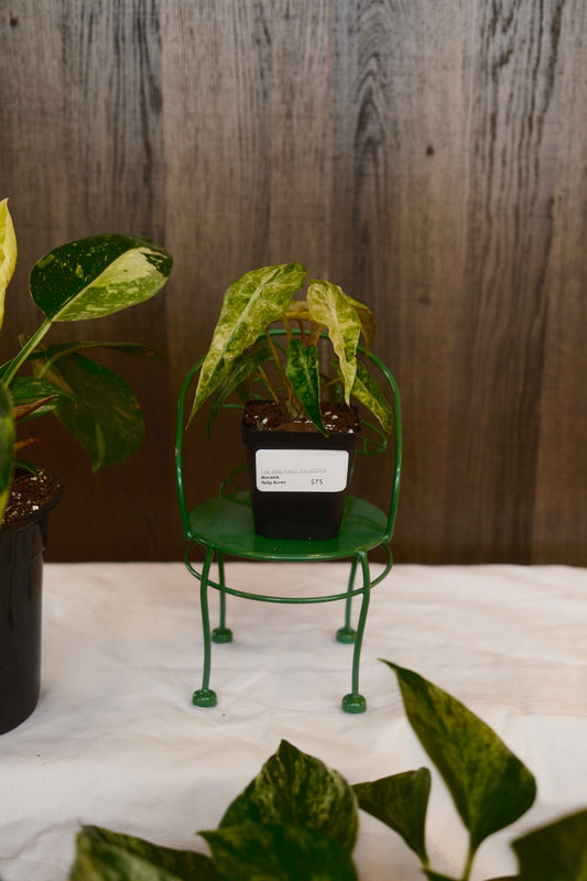 Alocasia Polly Aurea