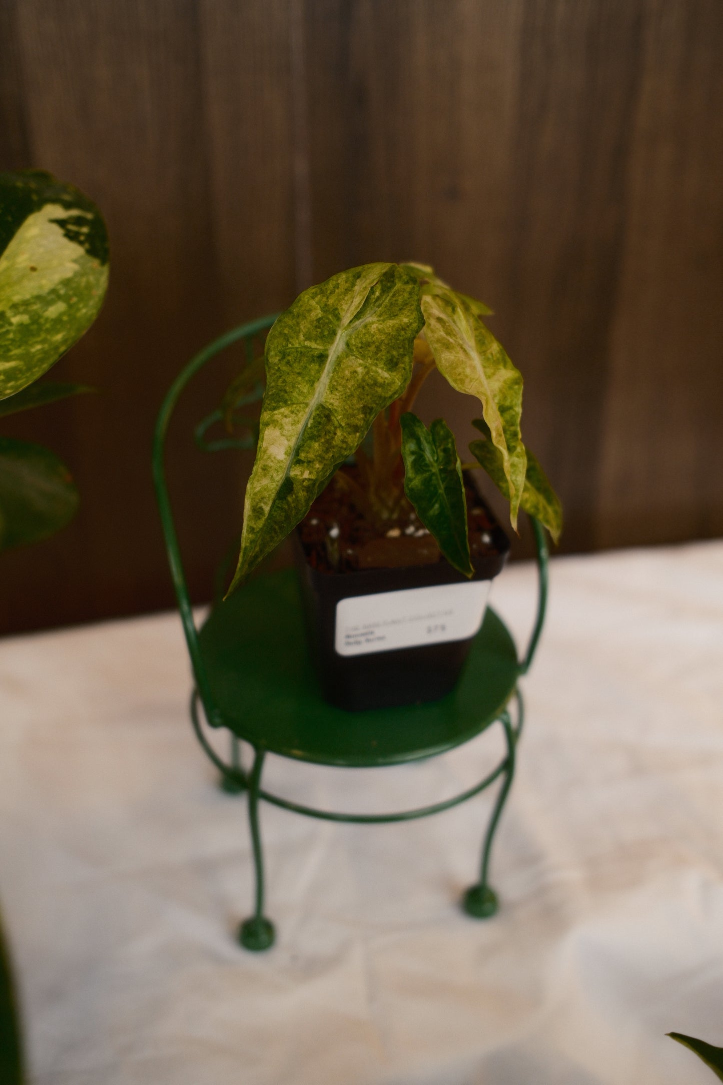 Alocasia Polly Aurea