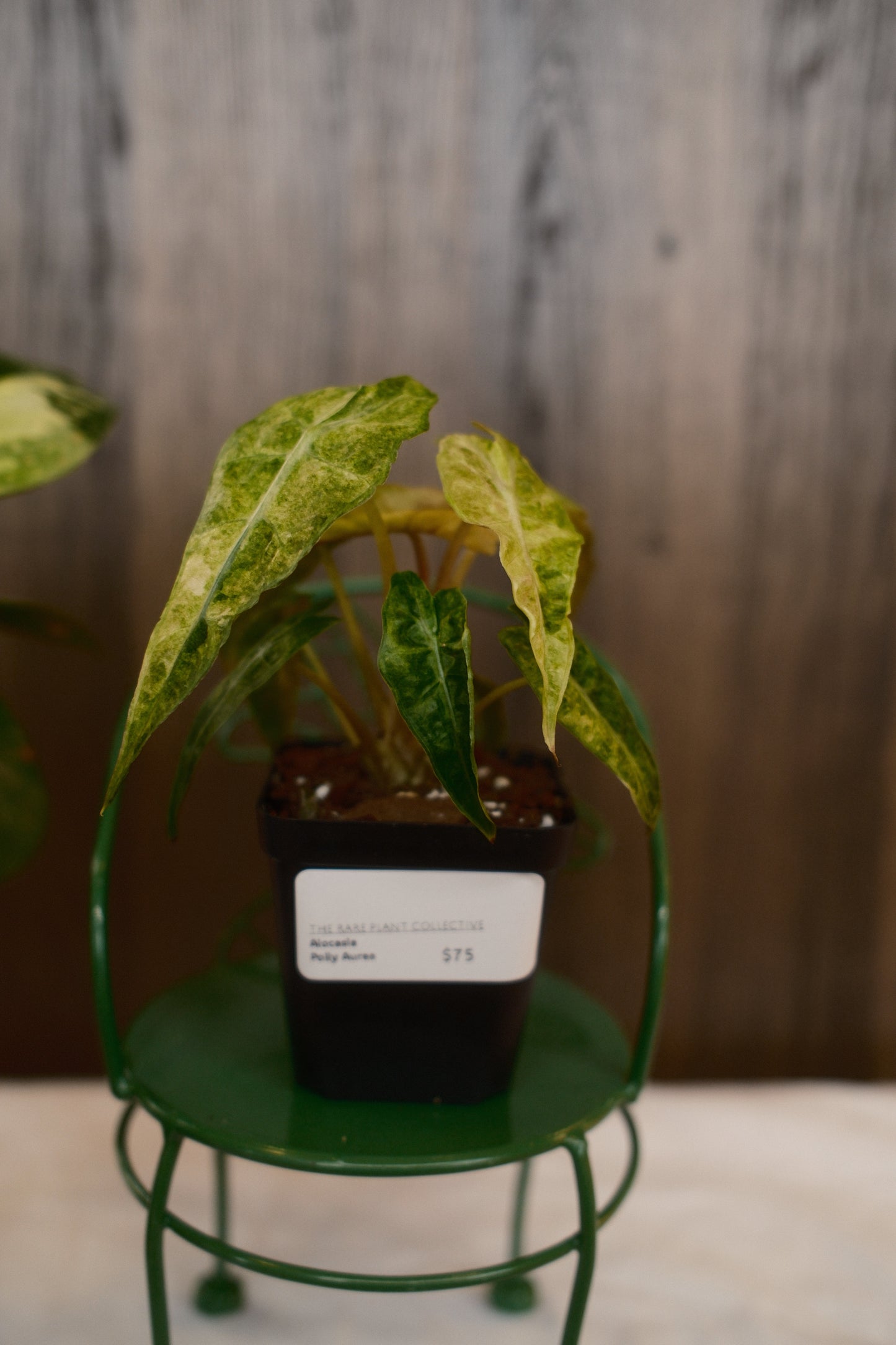 Alocasia Polly Aurea