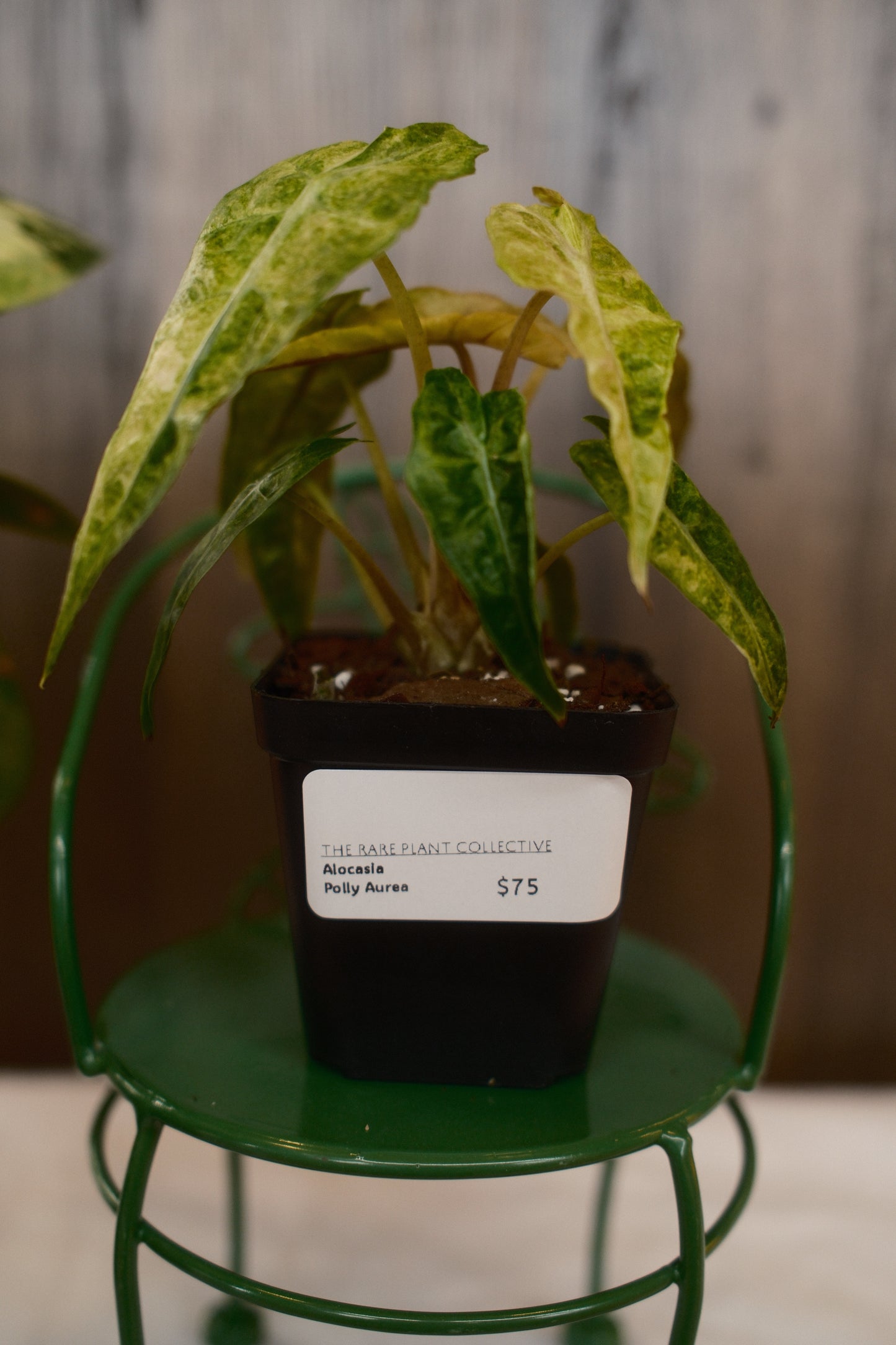 Alocasia Polly Aurea