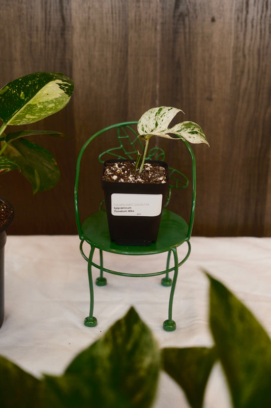 Epipremnum Pinnatum Albo Growers Choice