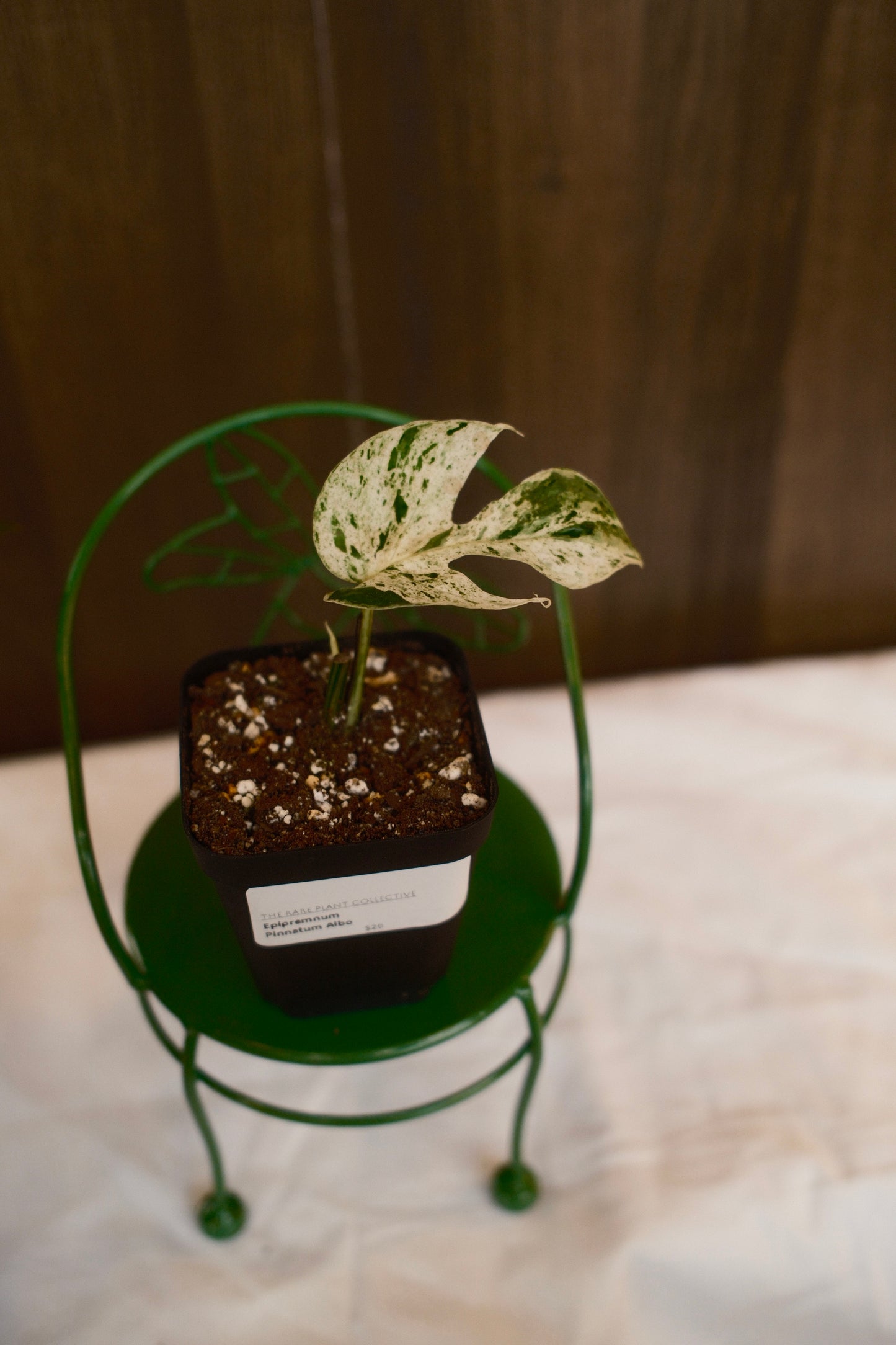 Epipremnum Pinnatum Albo Growers Choice
