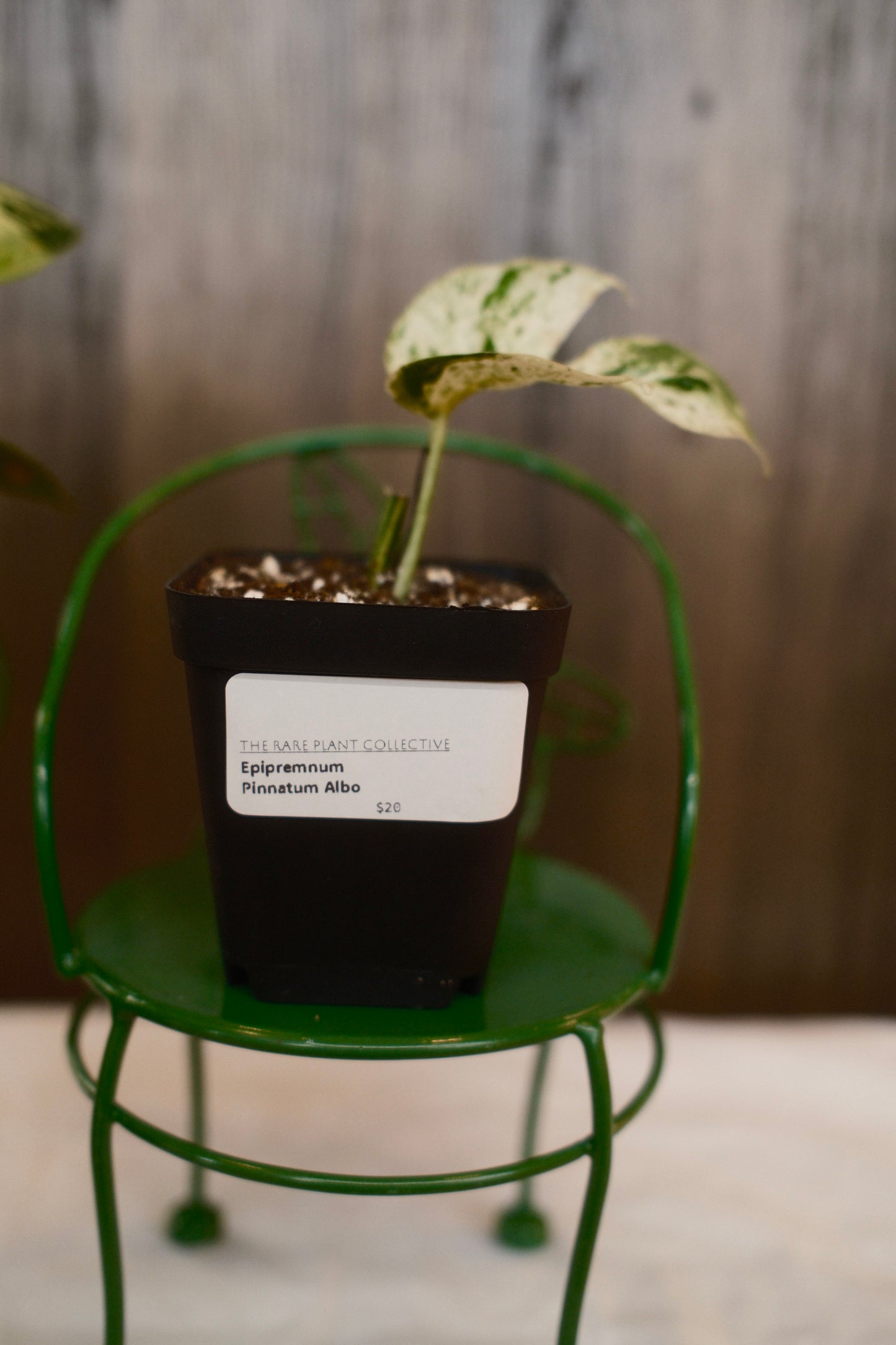 Epipremnum Pinnatum Albo Growers Choice