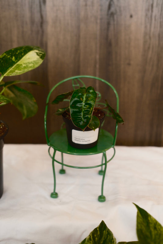 Philodendron Billietiae Variegated