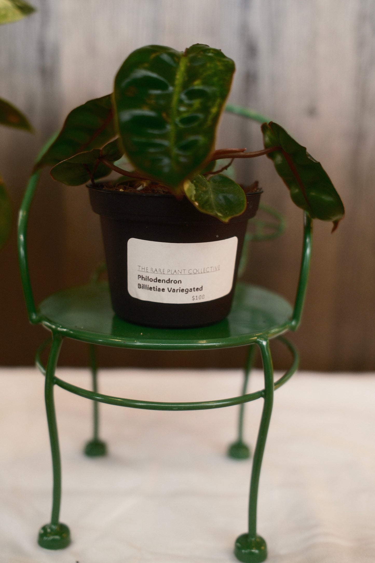 Philodendron Billietiae Variegated