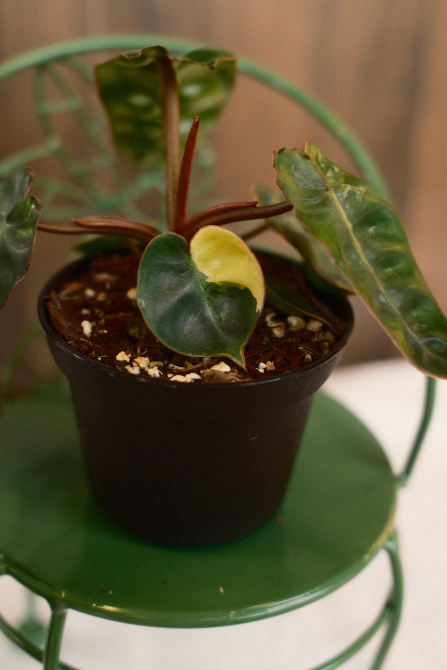 Philodendron Billietiae Variegated