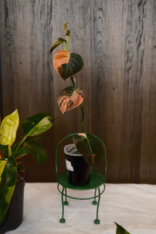 Philodendron Melanochrysum Orange Variegated