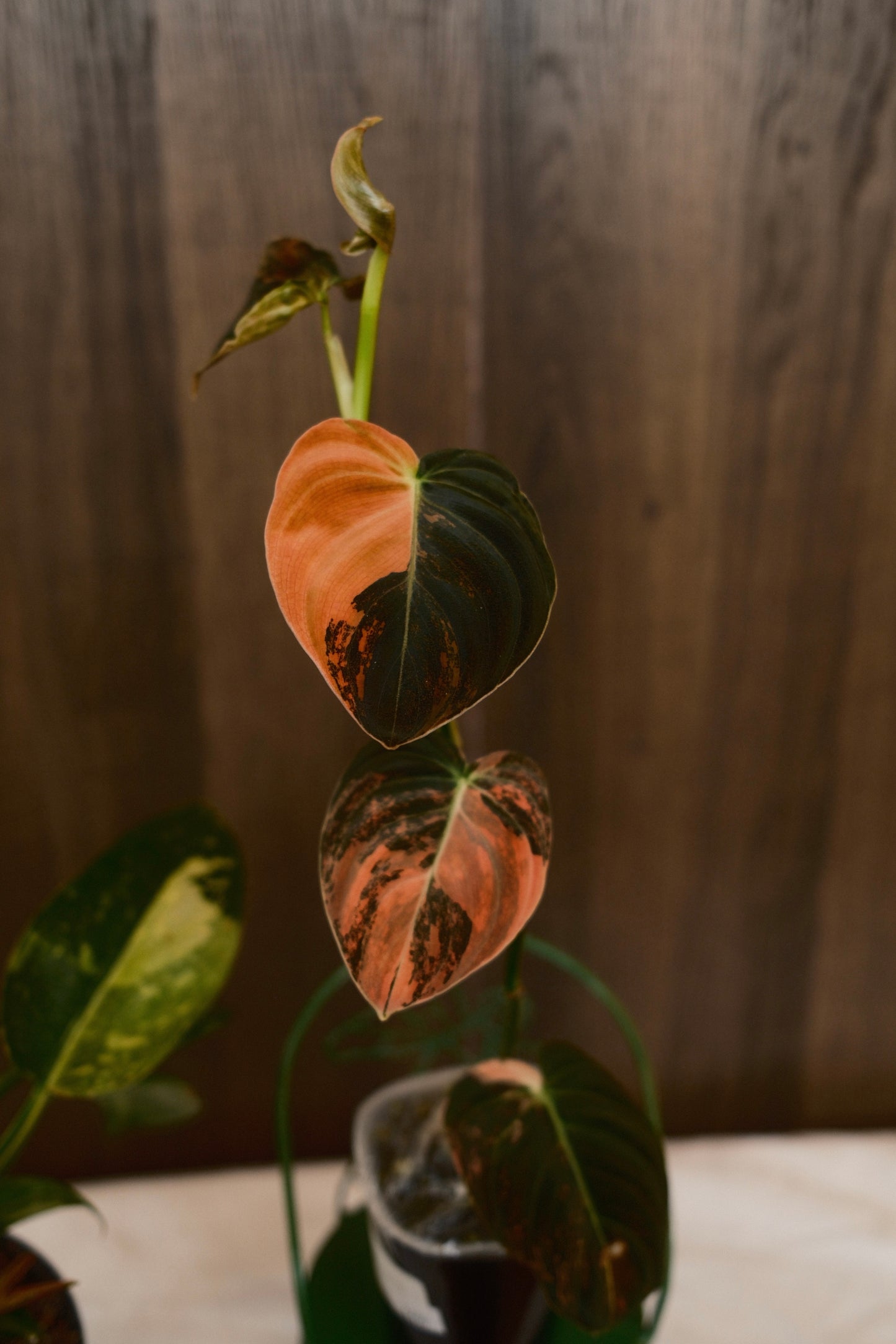 Philodendron Melanochrysum Orange Variegated