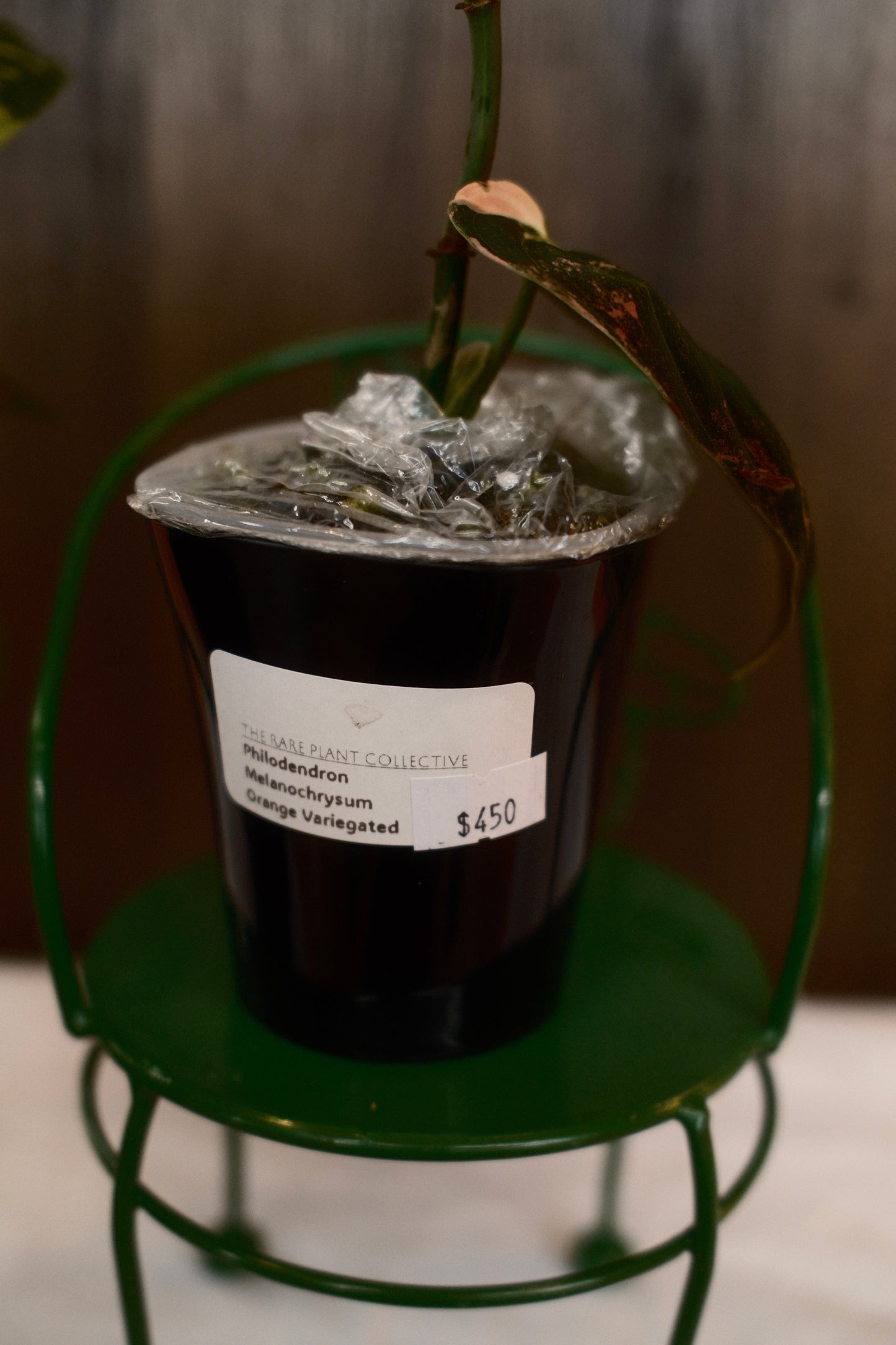 Philodendron Melanochrysum Orange Variegated