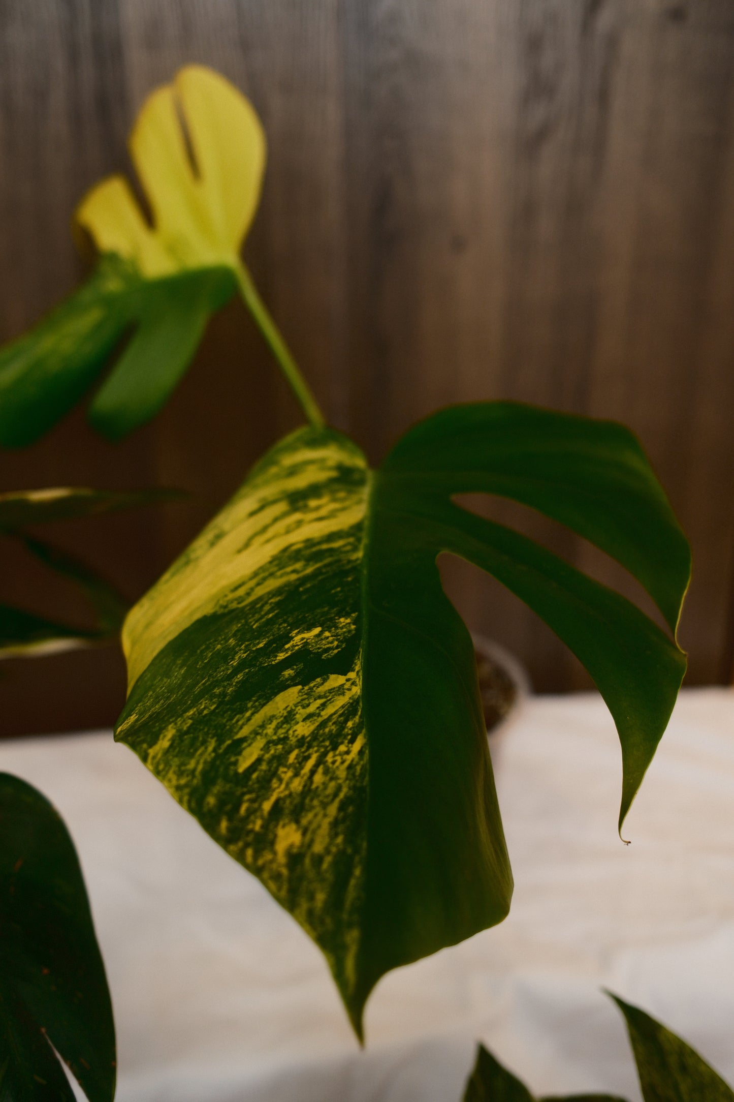 Monstera Aurea Small Form