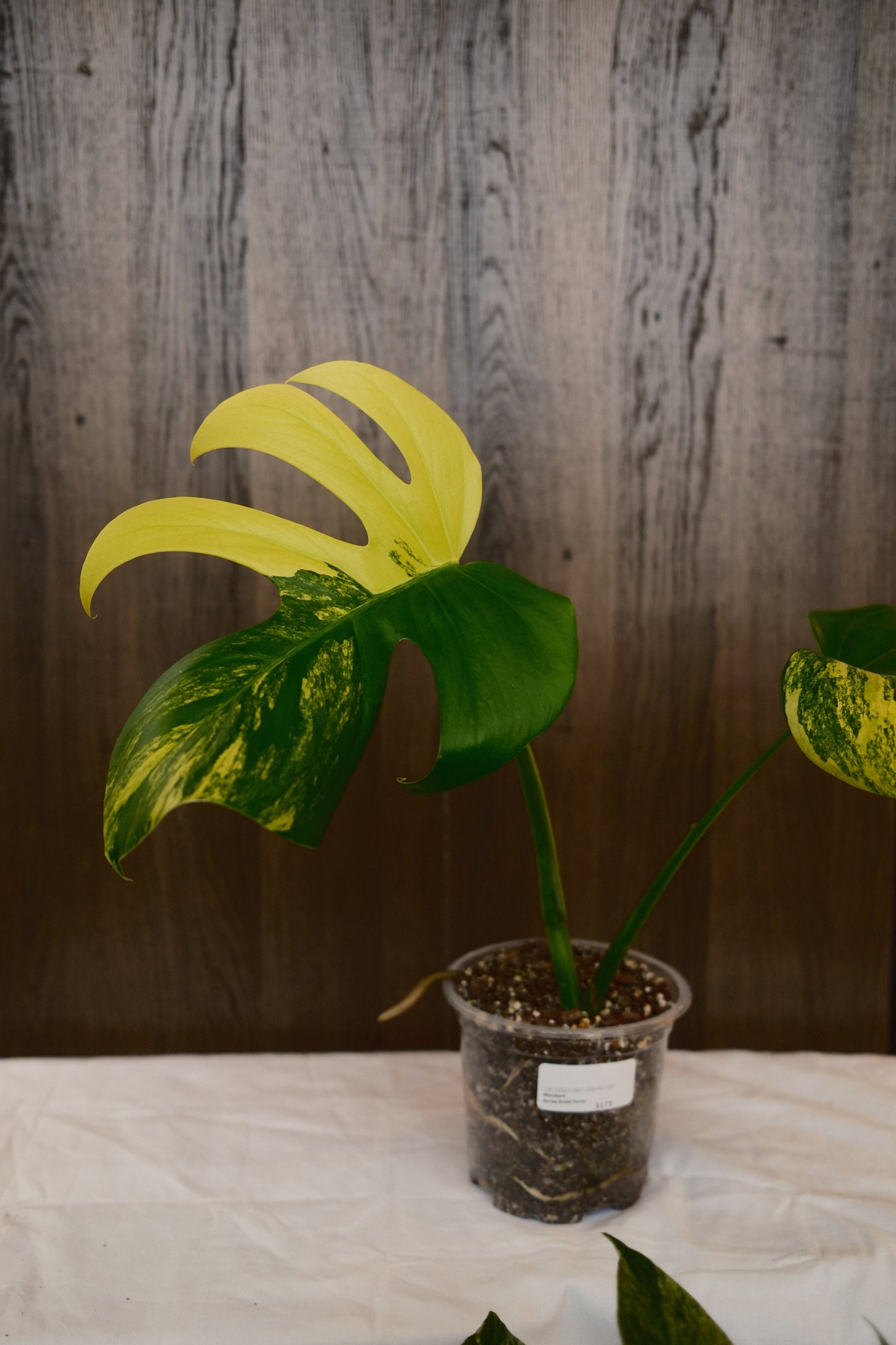 Monstera Aurea Small Form