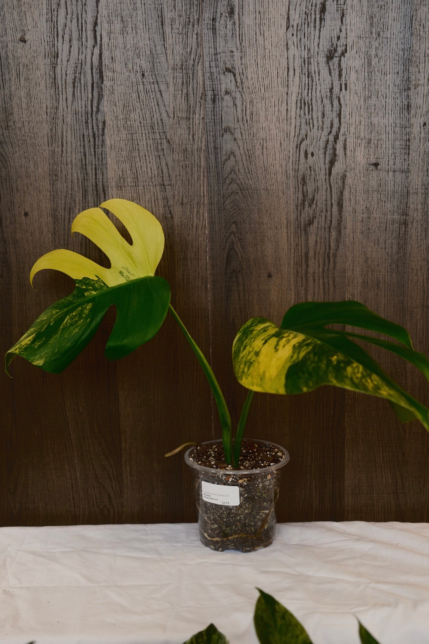 Monstera Aurea Small Form