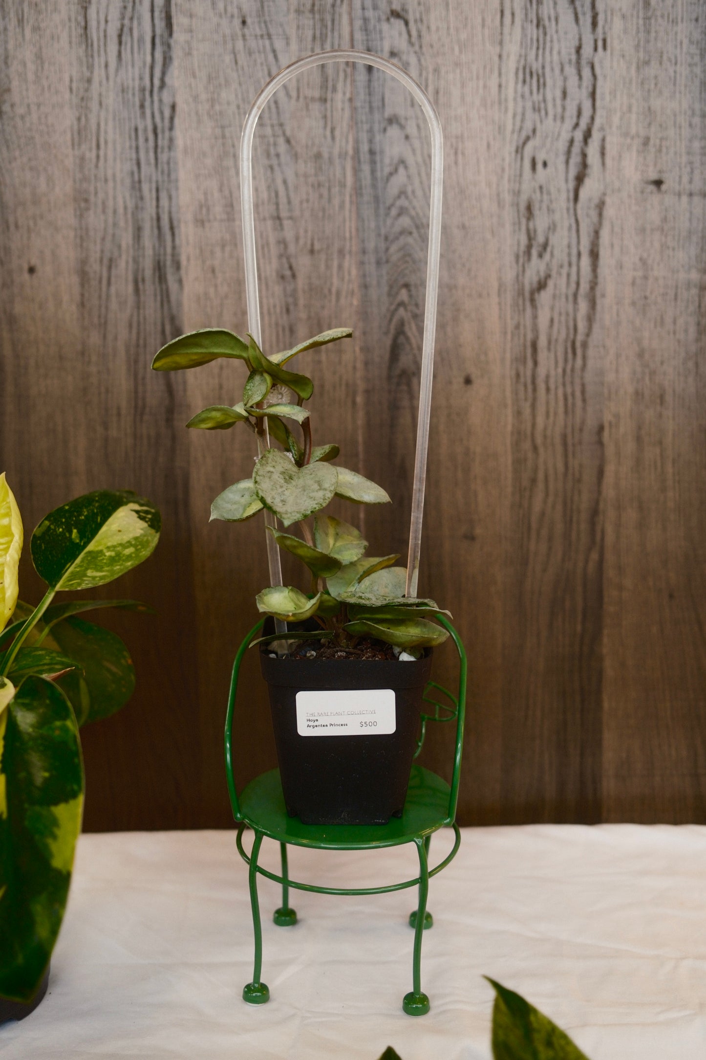 Hoya Argentea Princess