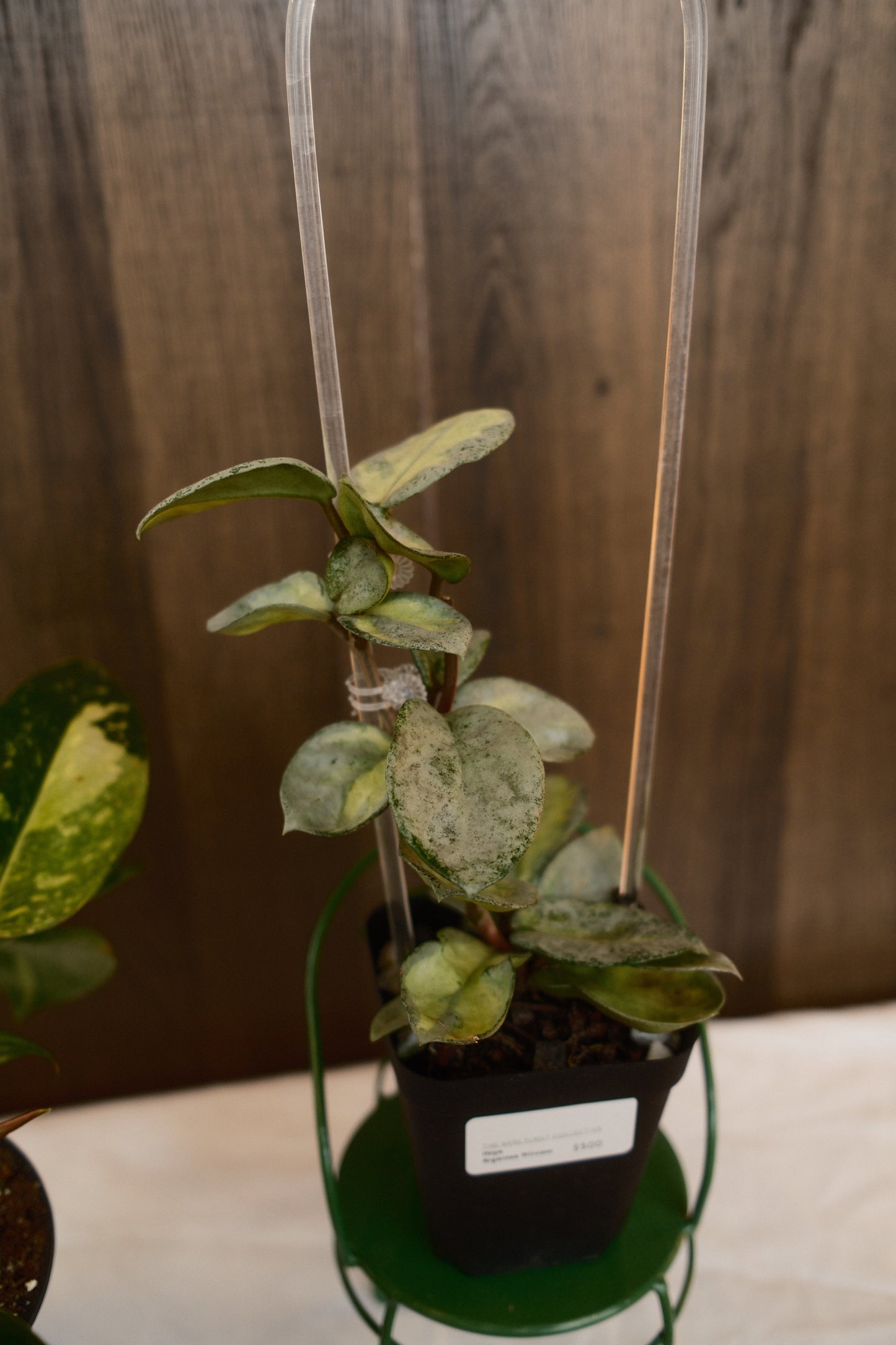 Hoya Argentea Princess