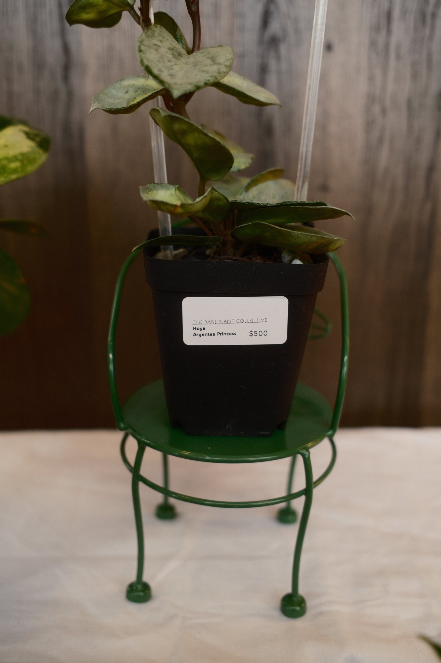 Hoya Argentea Princess