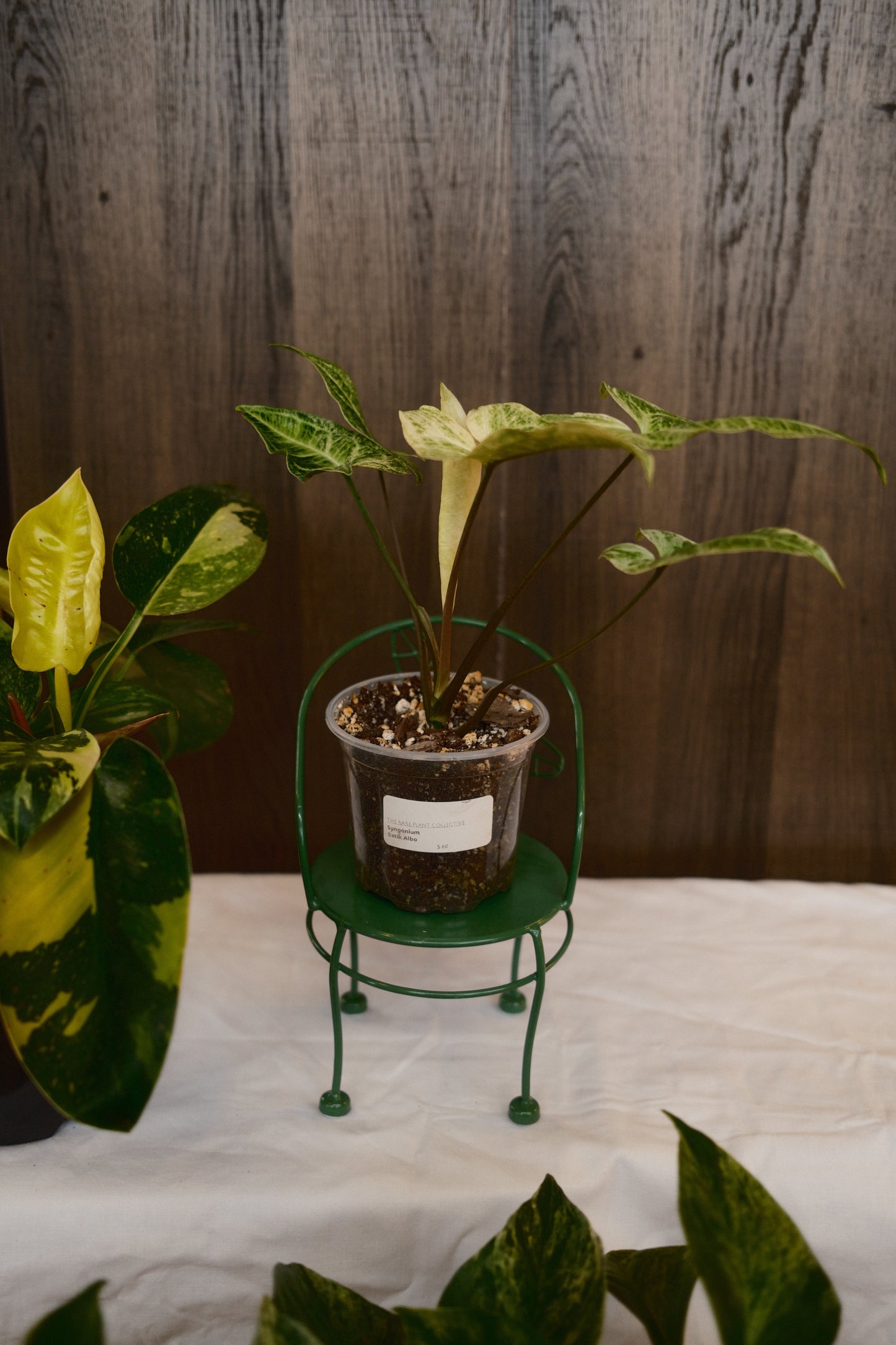 Syngonium Batik Albo