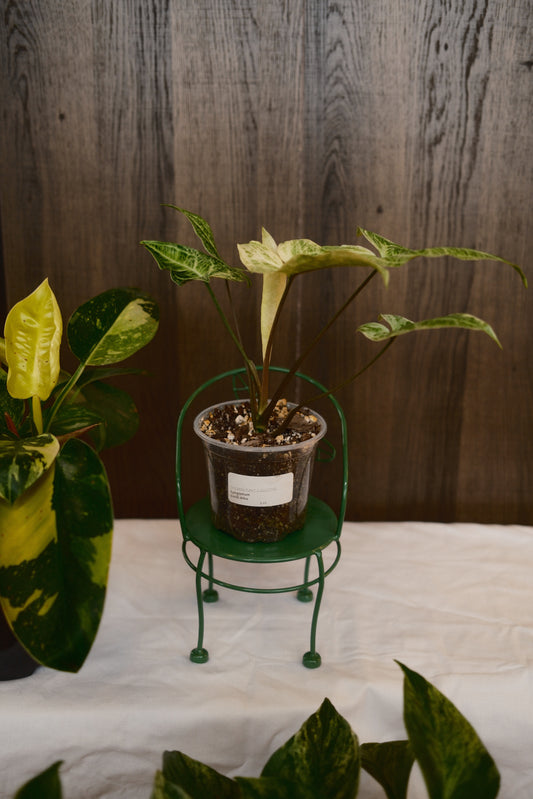 Syngonium Batik Albo