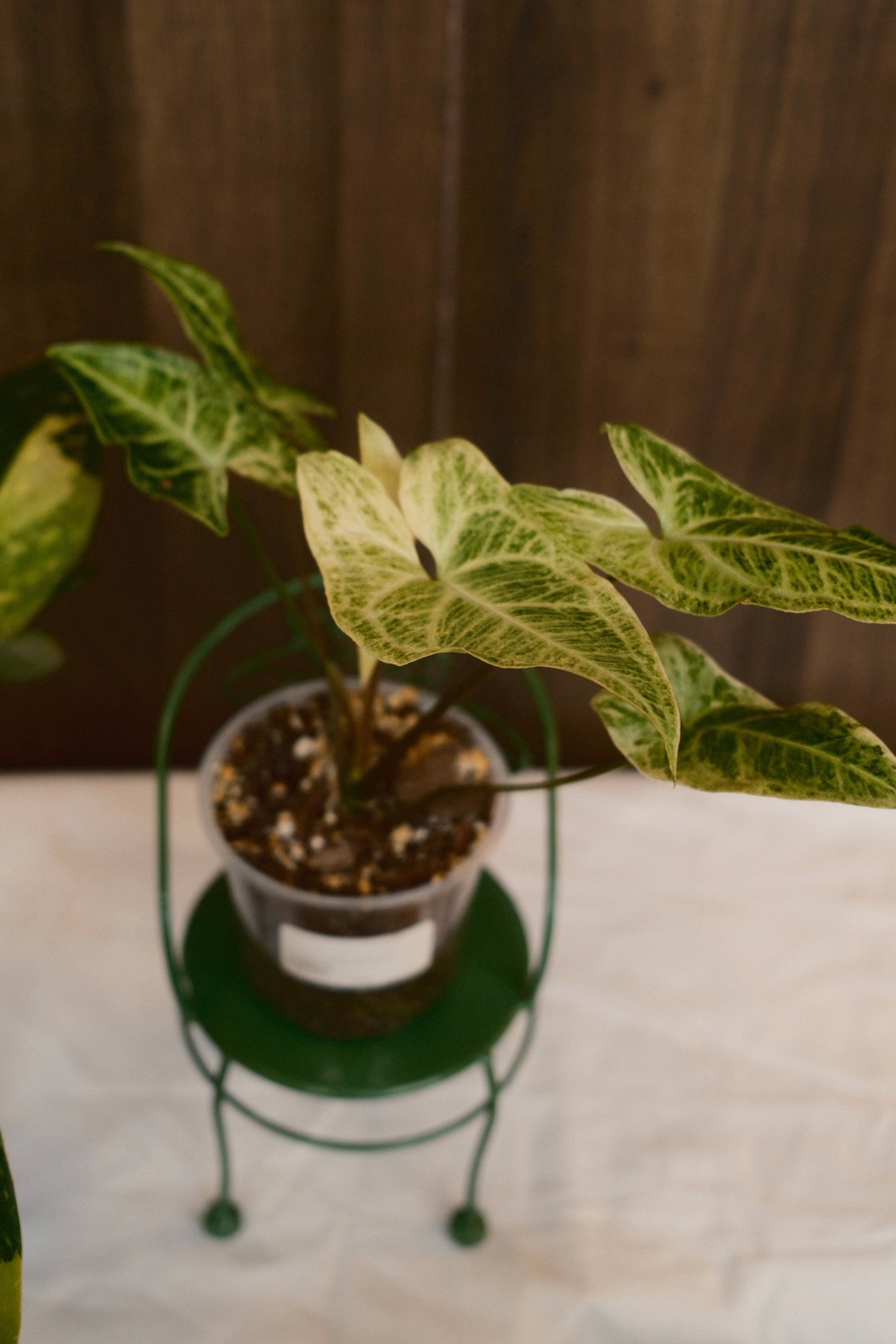 Syngonium Batik Albo