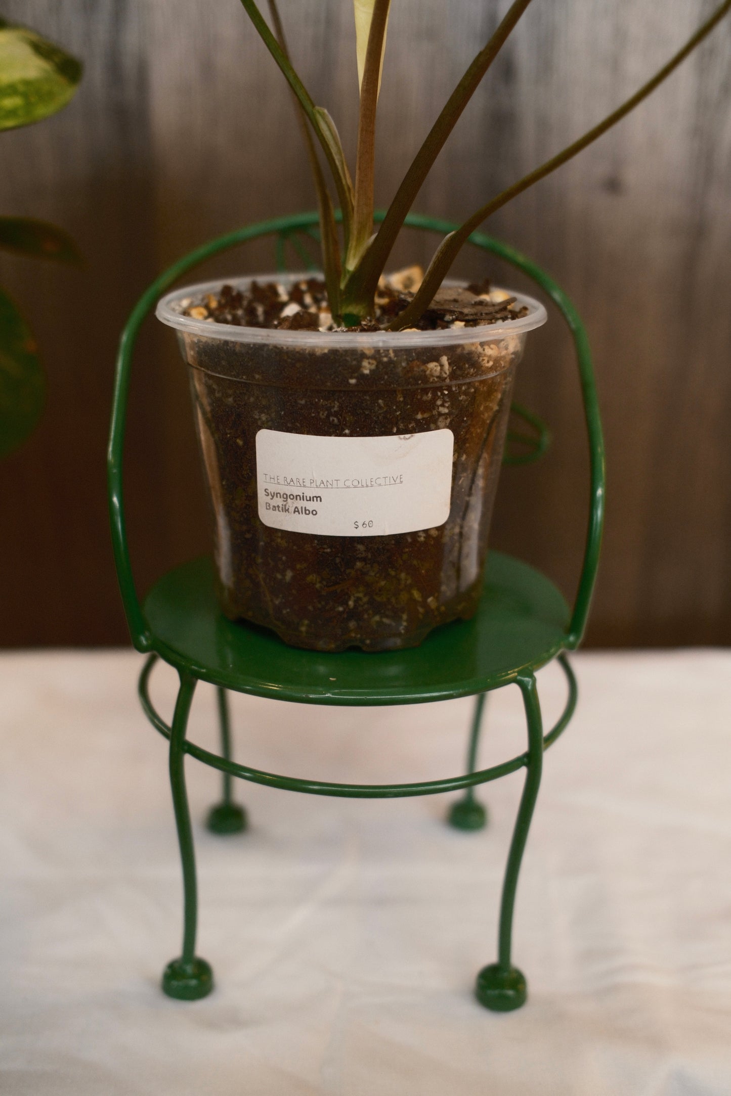 Syngonium Batik Albo