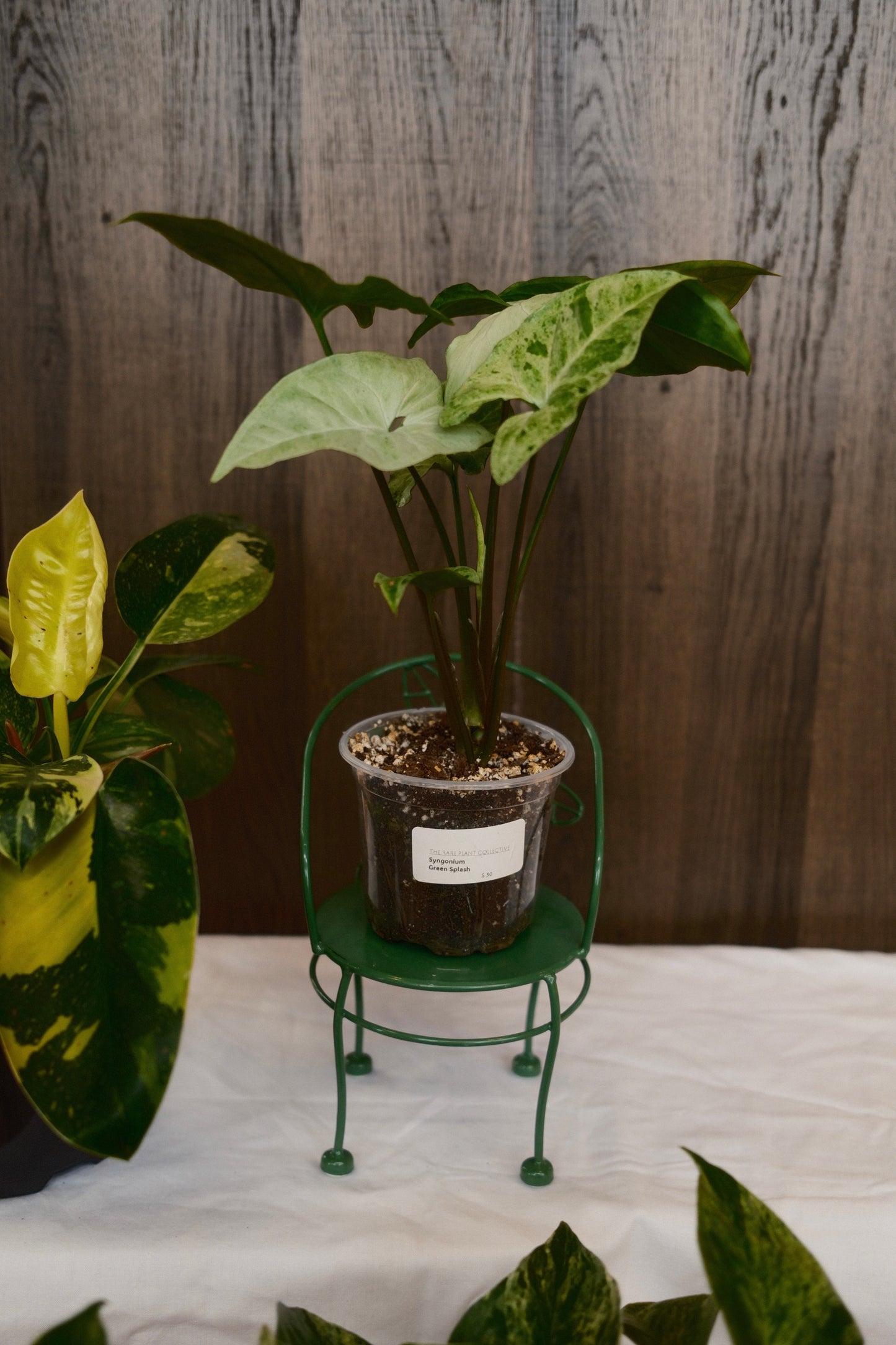 Syngonium Green Splash