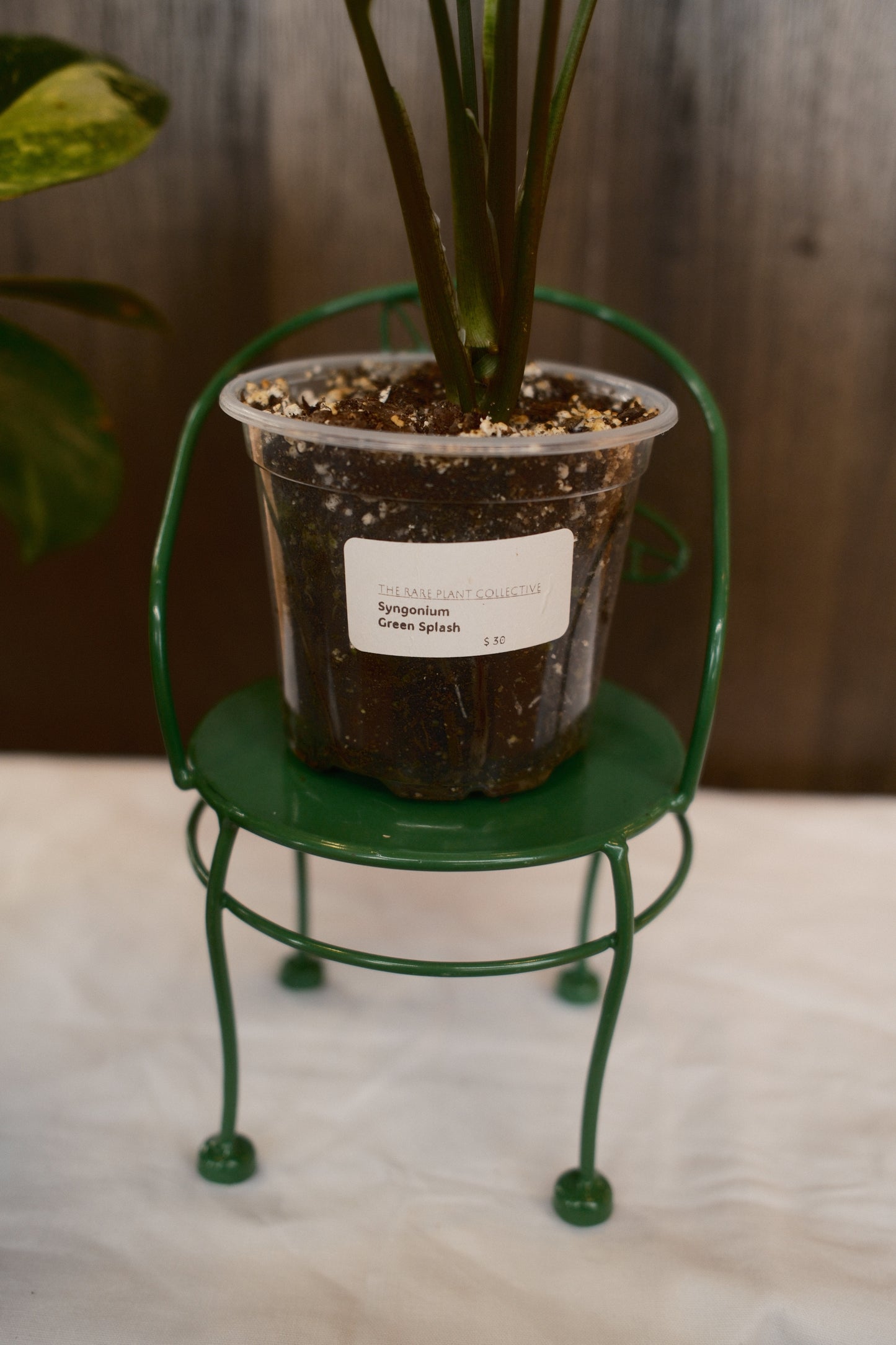 Syngonium Green Splash