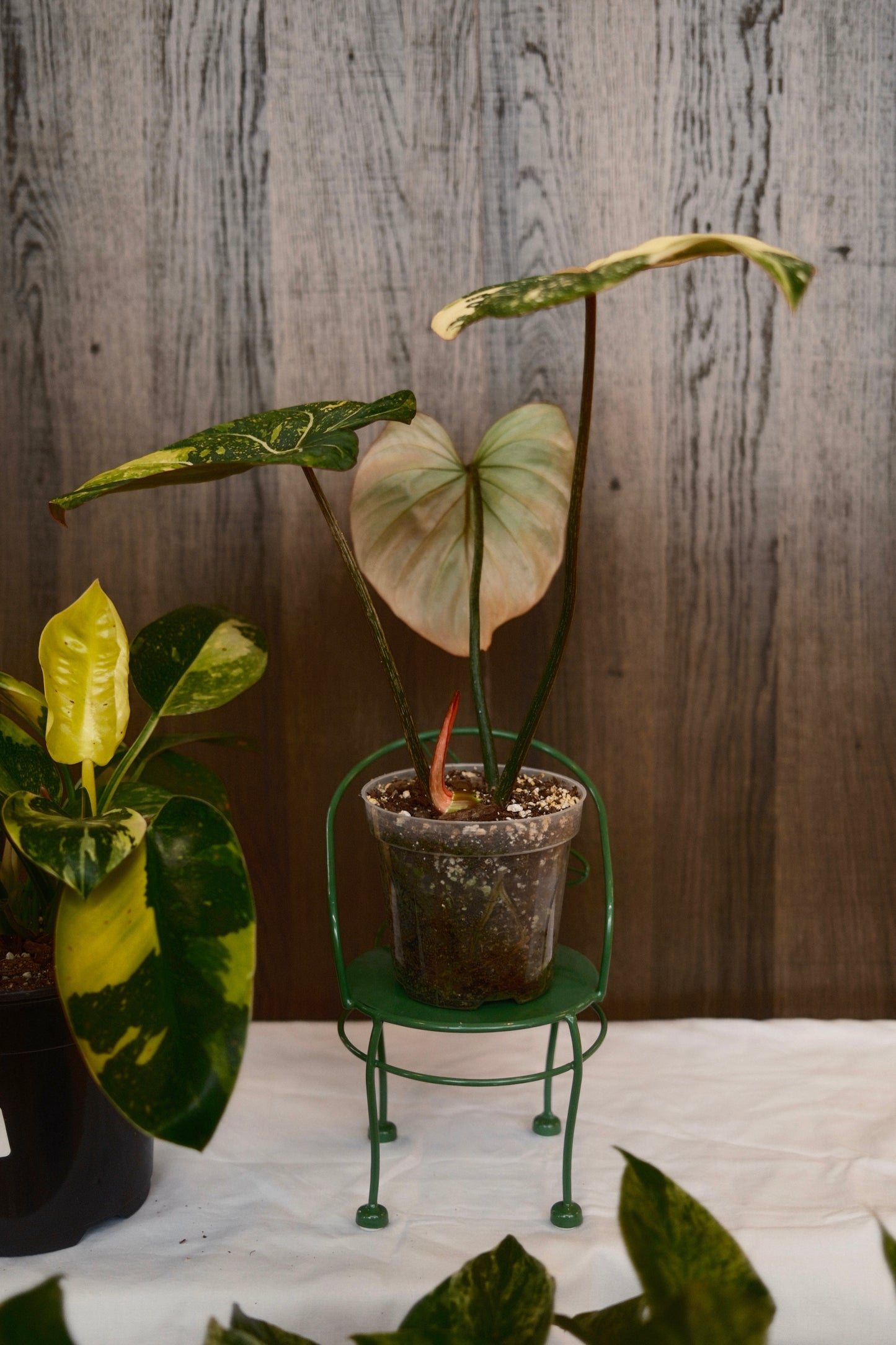 Philodendron Gloriosum Type 2