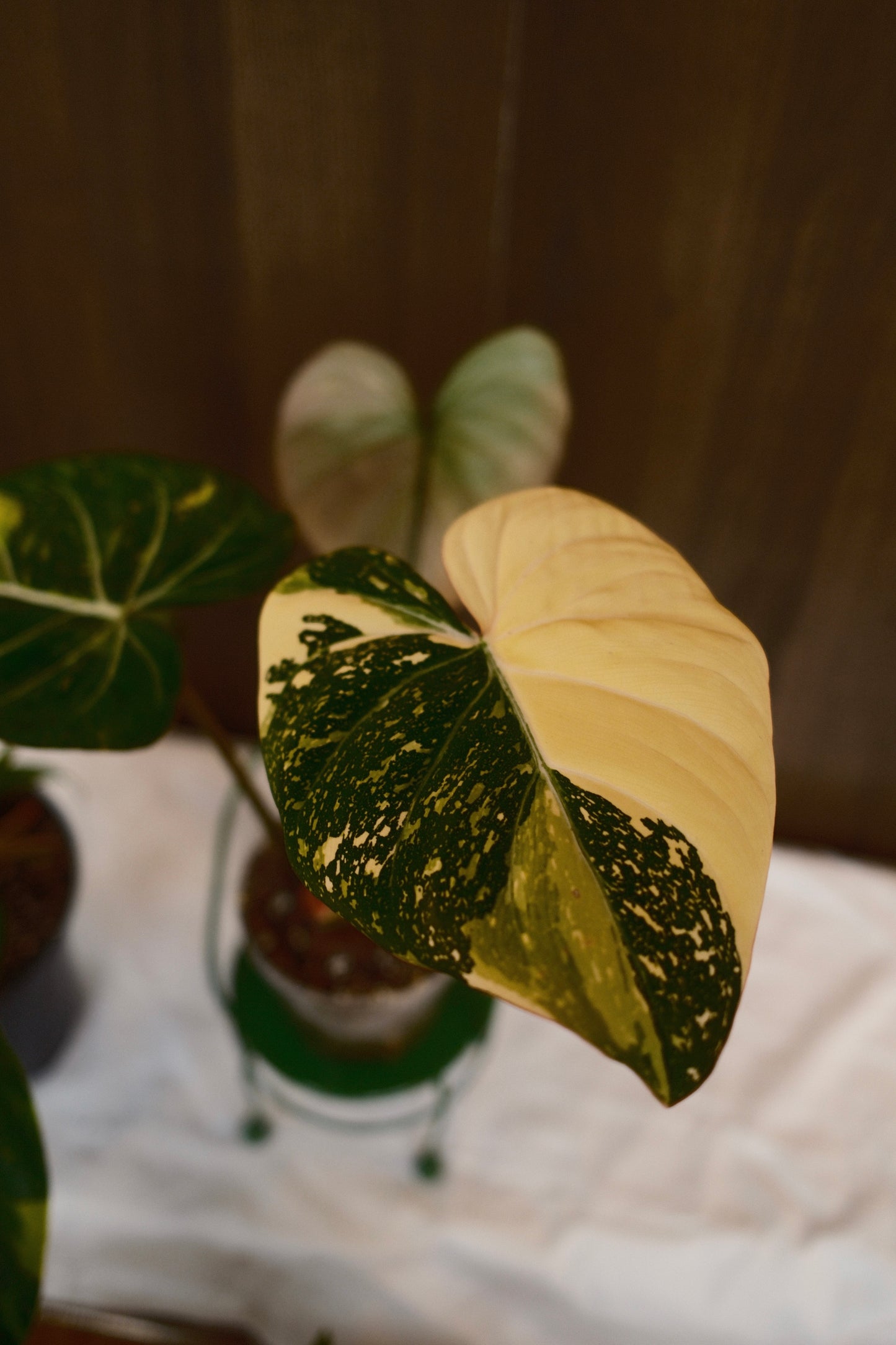 Philodendron Gloriosum Type 2
