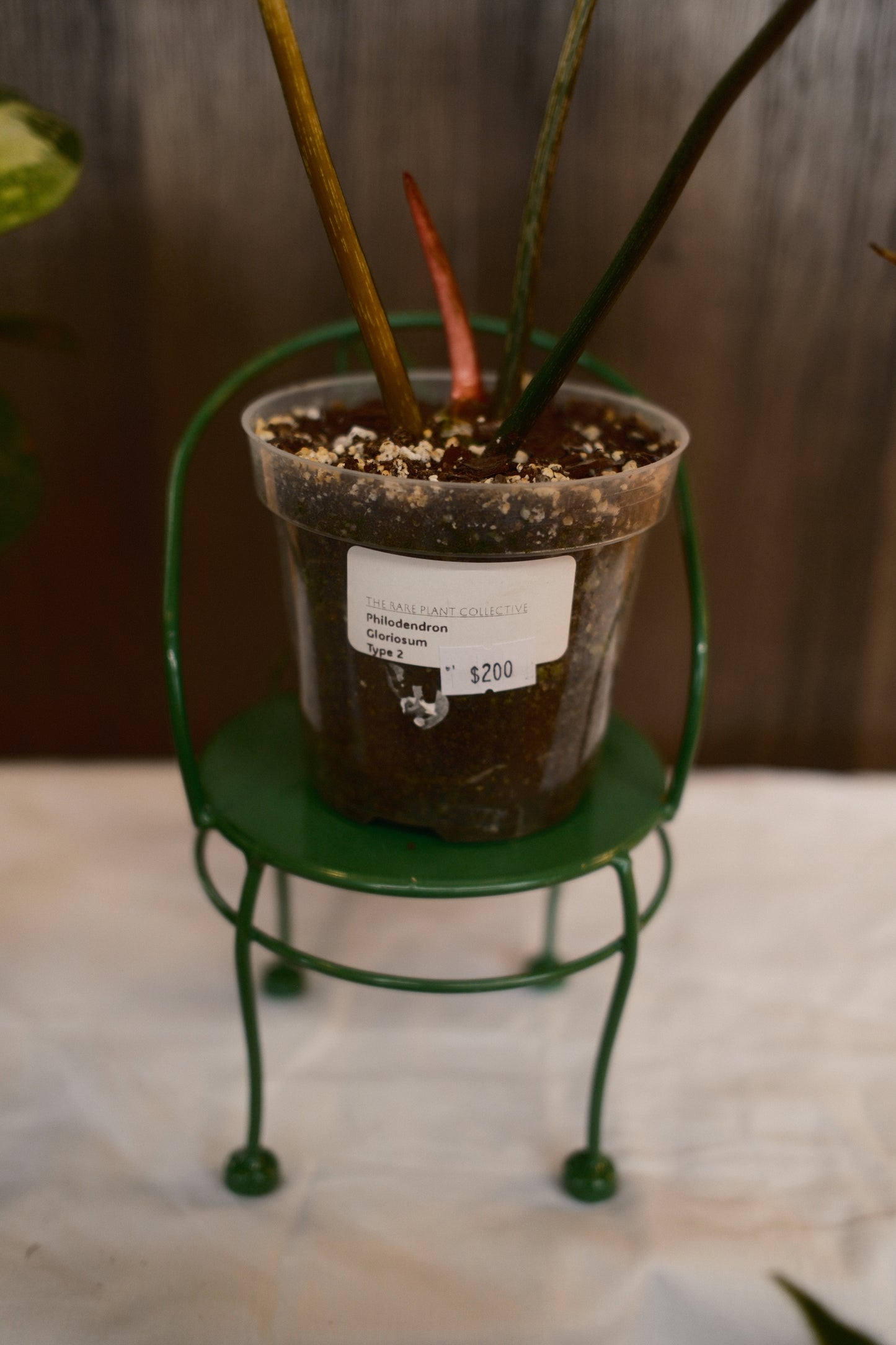 Philodendron Gloriosum Type 2