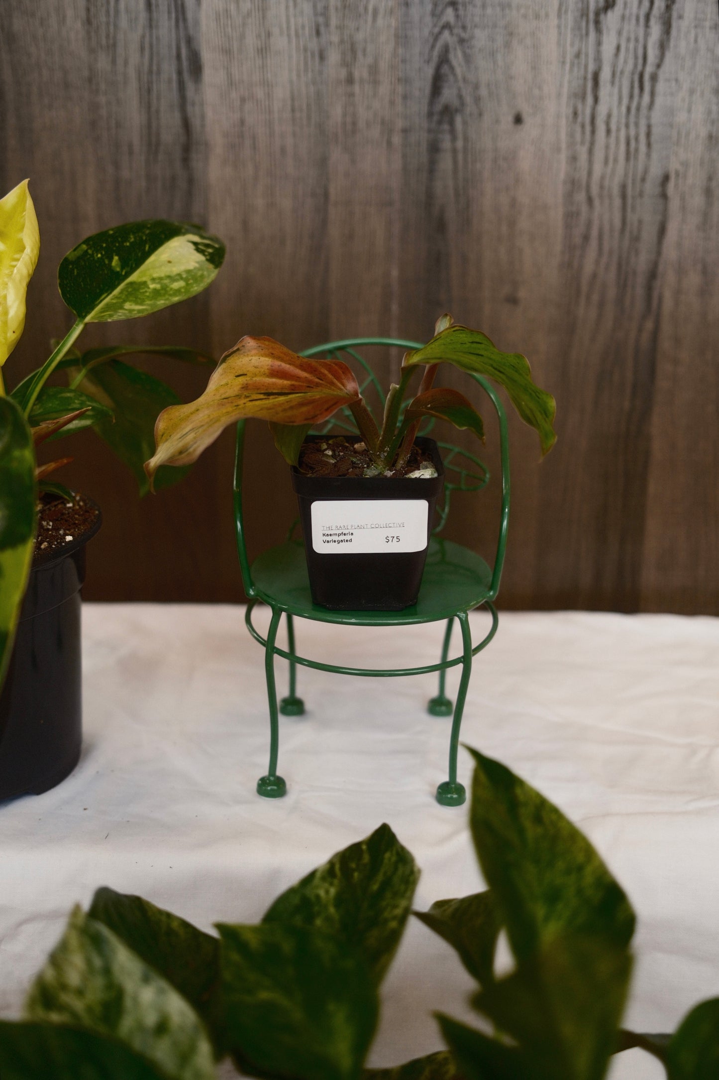 Kaempferia Variegated