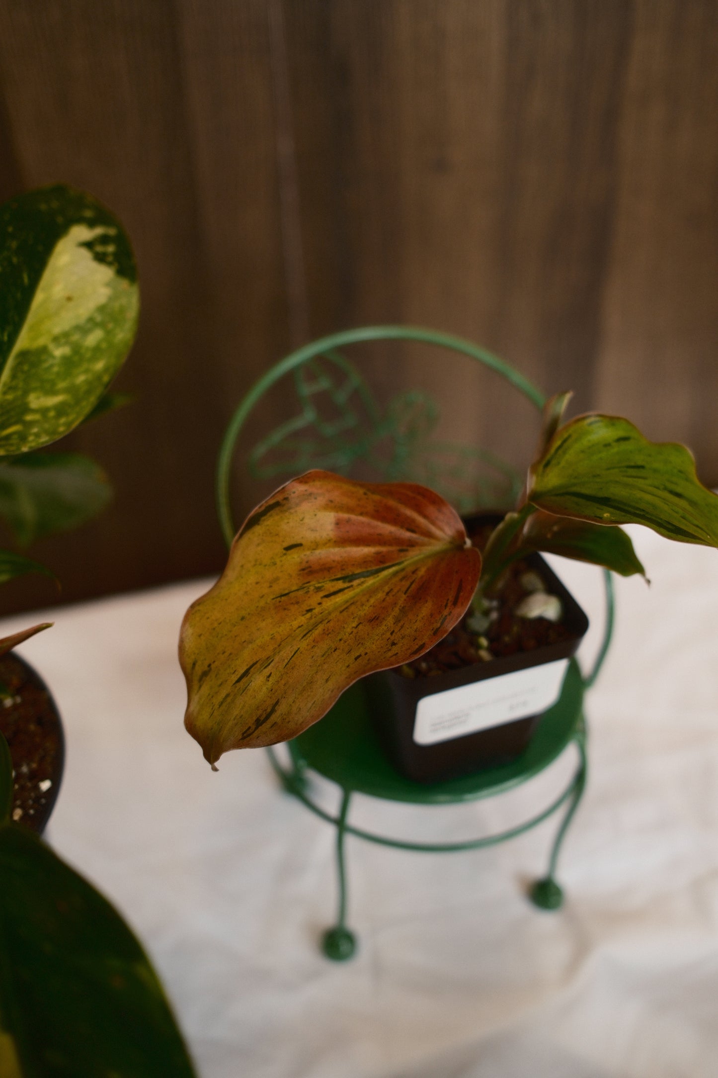 Kaempferia Variegated